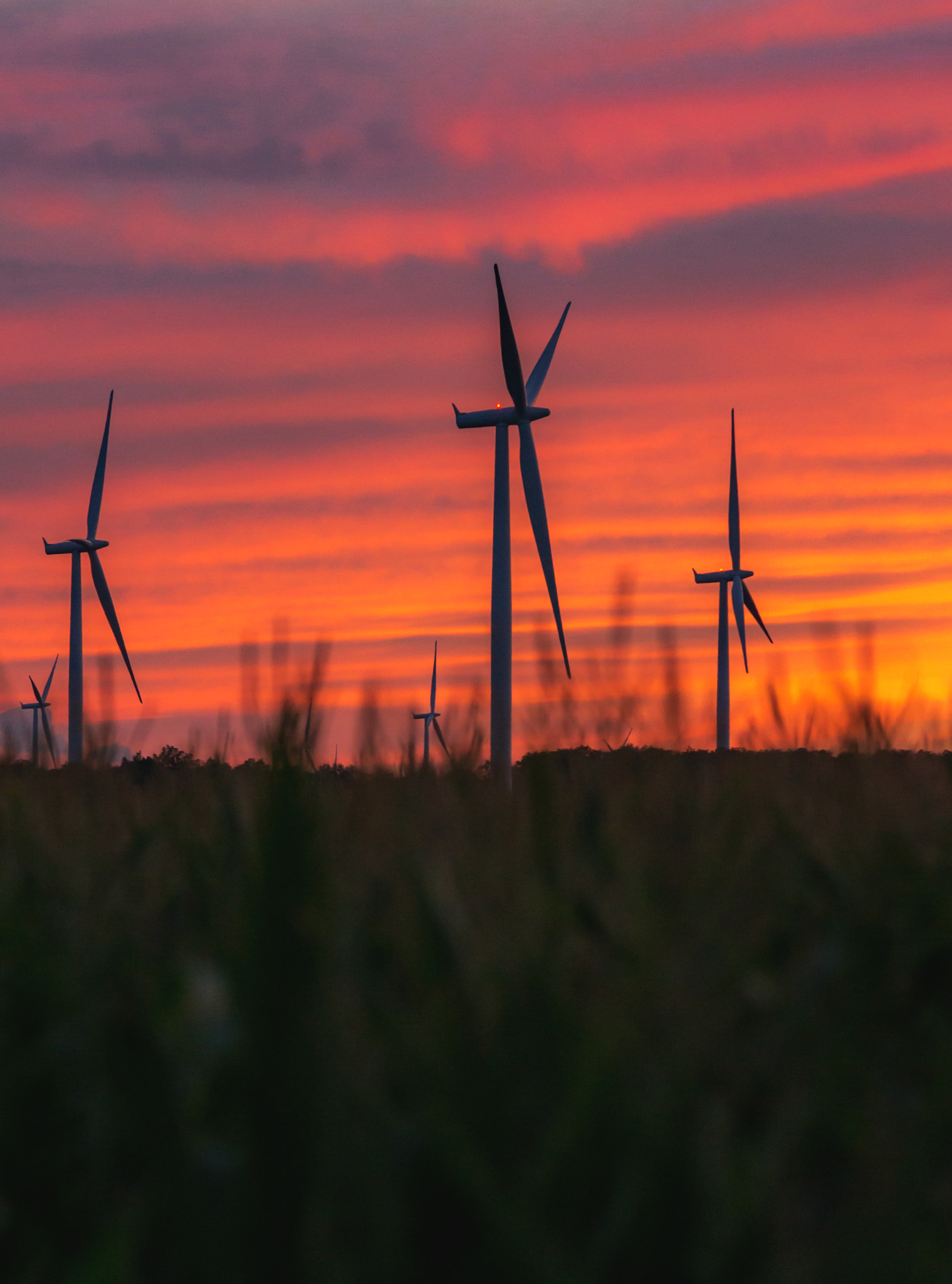 Sony Alpha DSLR-A580 sample photo. Essex county wind and corn photography