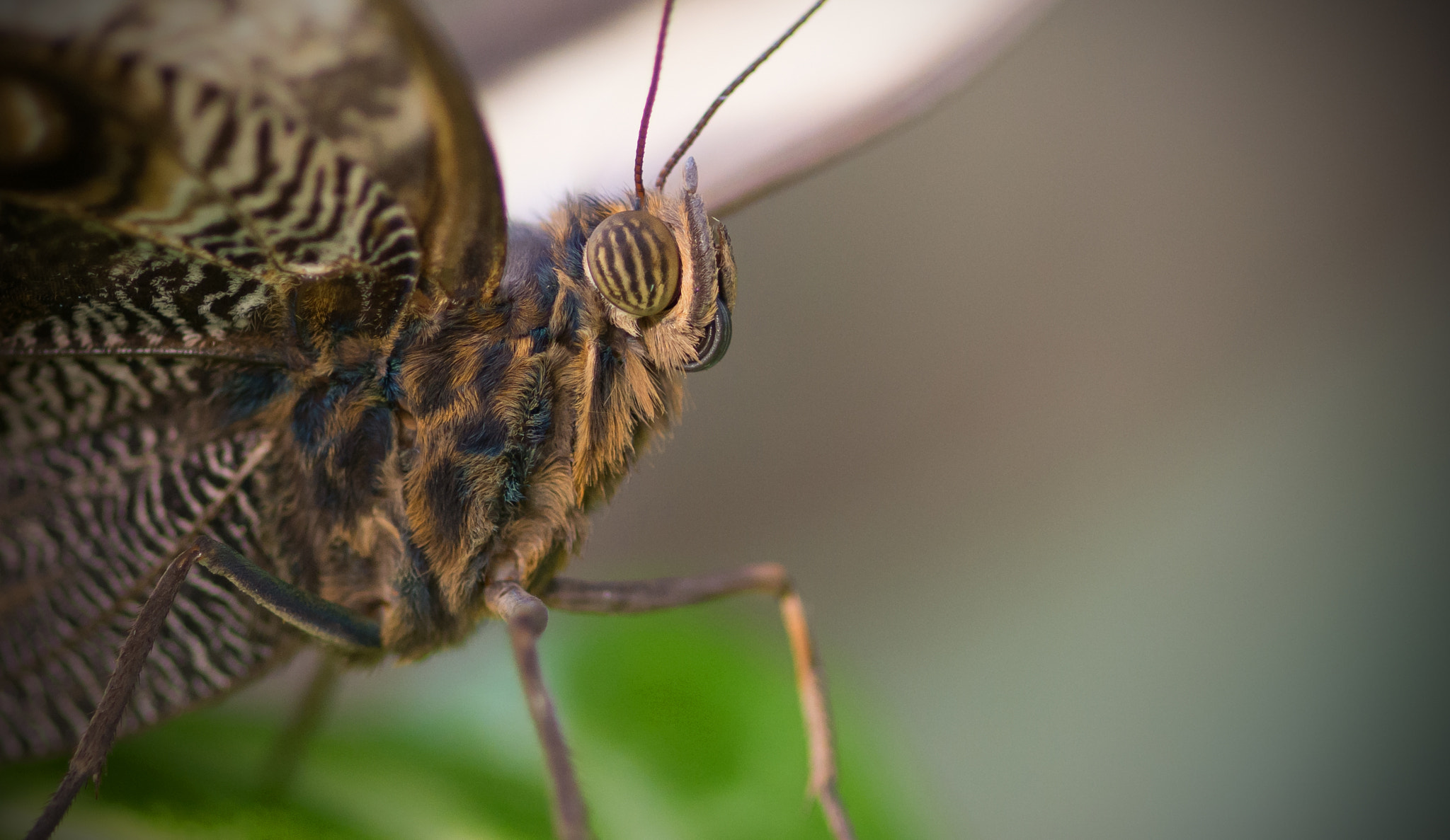 Nikon D7100 + Sigma 105mm F2.8 EX DG Macro sample photo. Rhs wisley butterfly photography