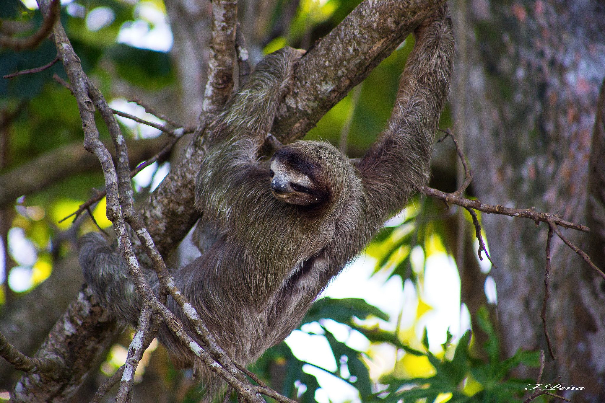 Canon EOS 6D + EF75-300mm f/4-5.6 sample photo. Perezoso / sloth photography