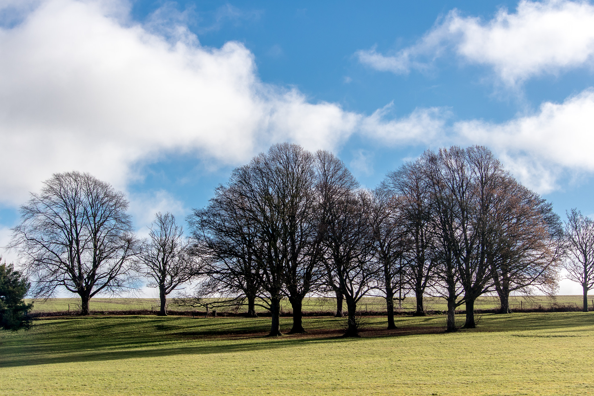 Canon EF-S 55-250mm F4-5.6 IS STM sample photo. Trees in the park photography