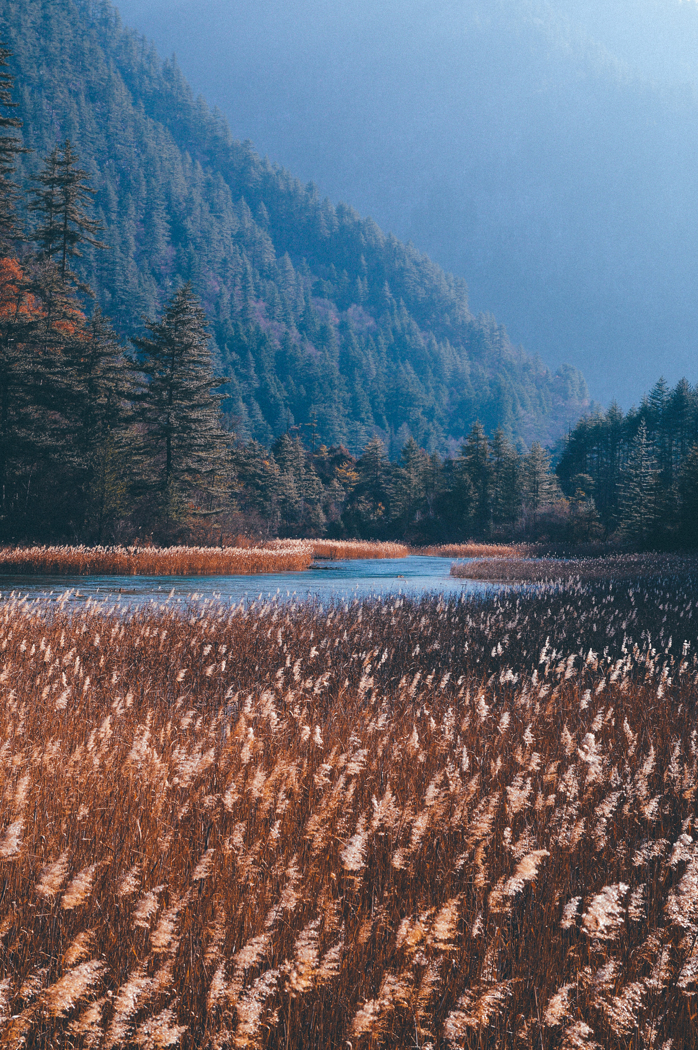 Nikon D3200 sample photo. Reeds photography