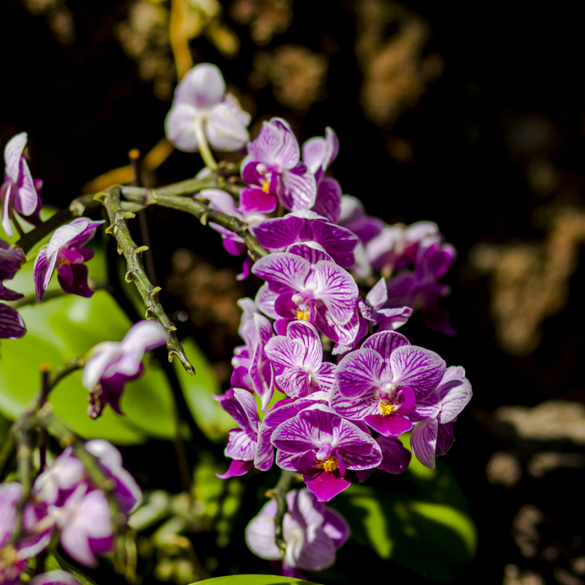 Canon EOS 50D + Canon EF 85mm F1.8 USM sample photo. Fluttering photography