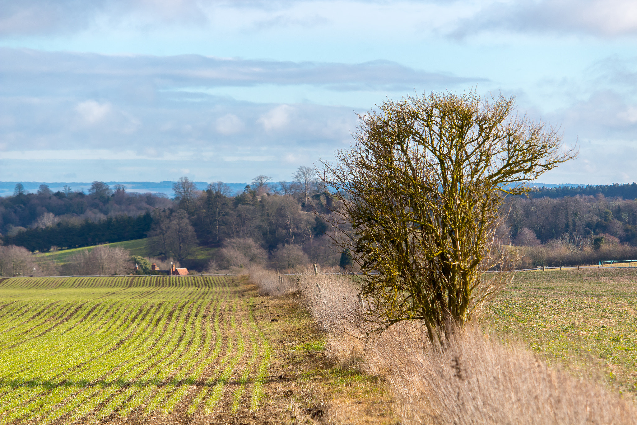 Canon EF-S 55-250mm F4-5.6 IS STM sample photo. Solitary tree photography
