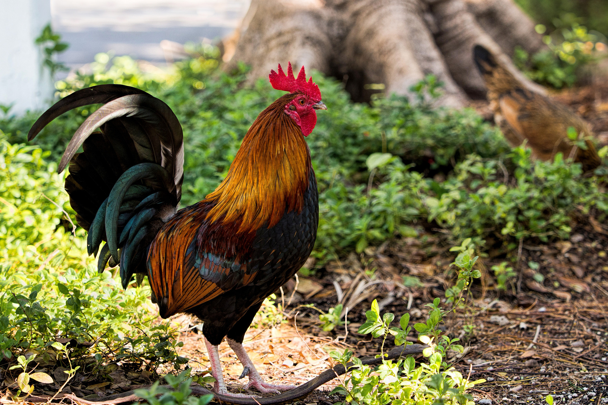 Happy Chinese New Year ! 新年快樂 !