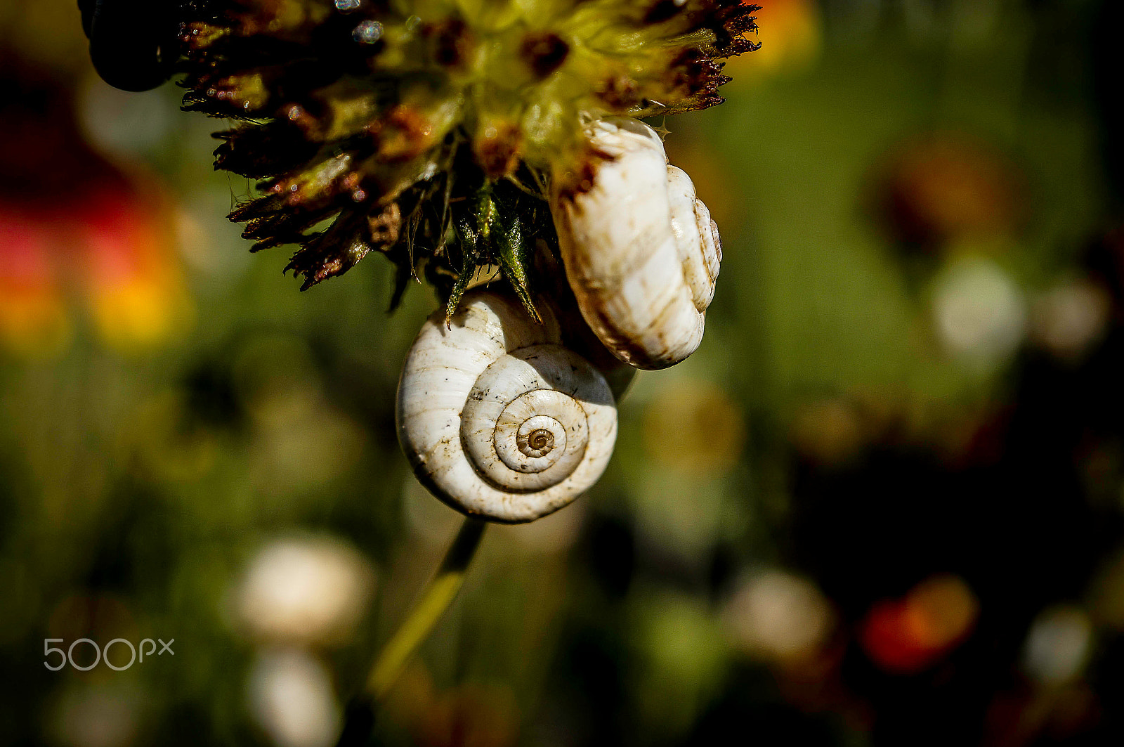 Sony SLT-A57 + Sony DT 30mm F2.8 Macro SAM sample photo. Snail !! photography