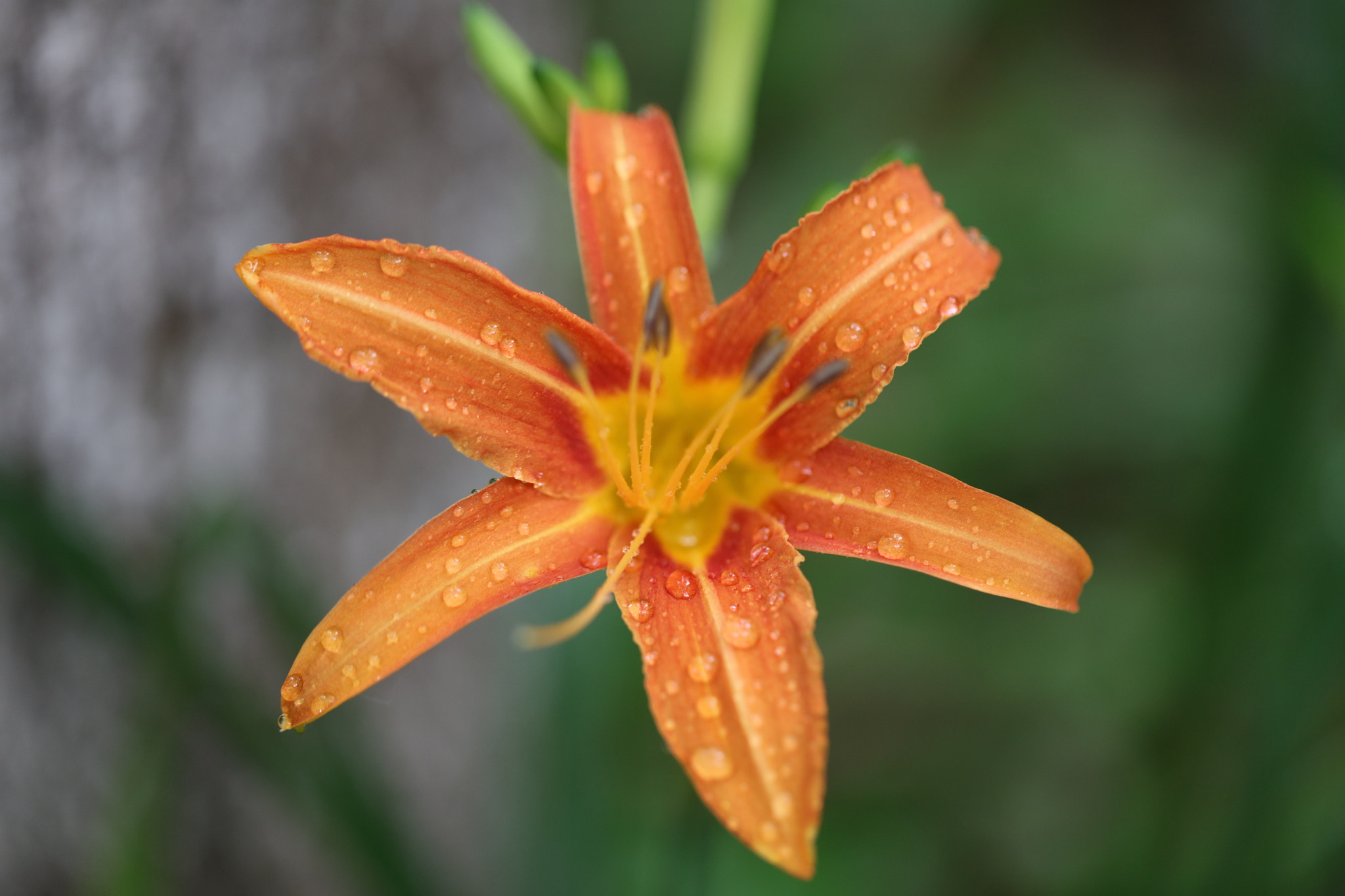 Canon EOS 5DS sample photo. Tawny daylily photography