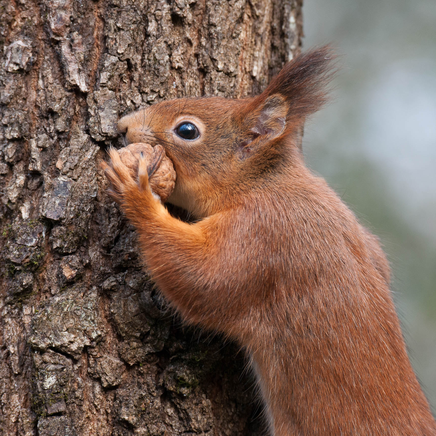 Nikon D3X sample photo. Walnut and red squirrel photography