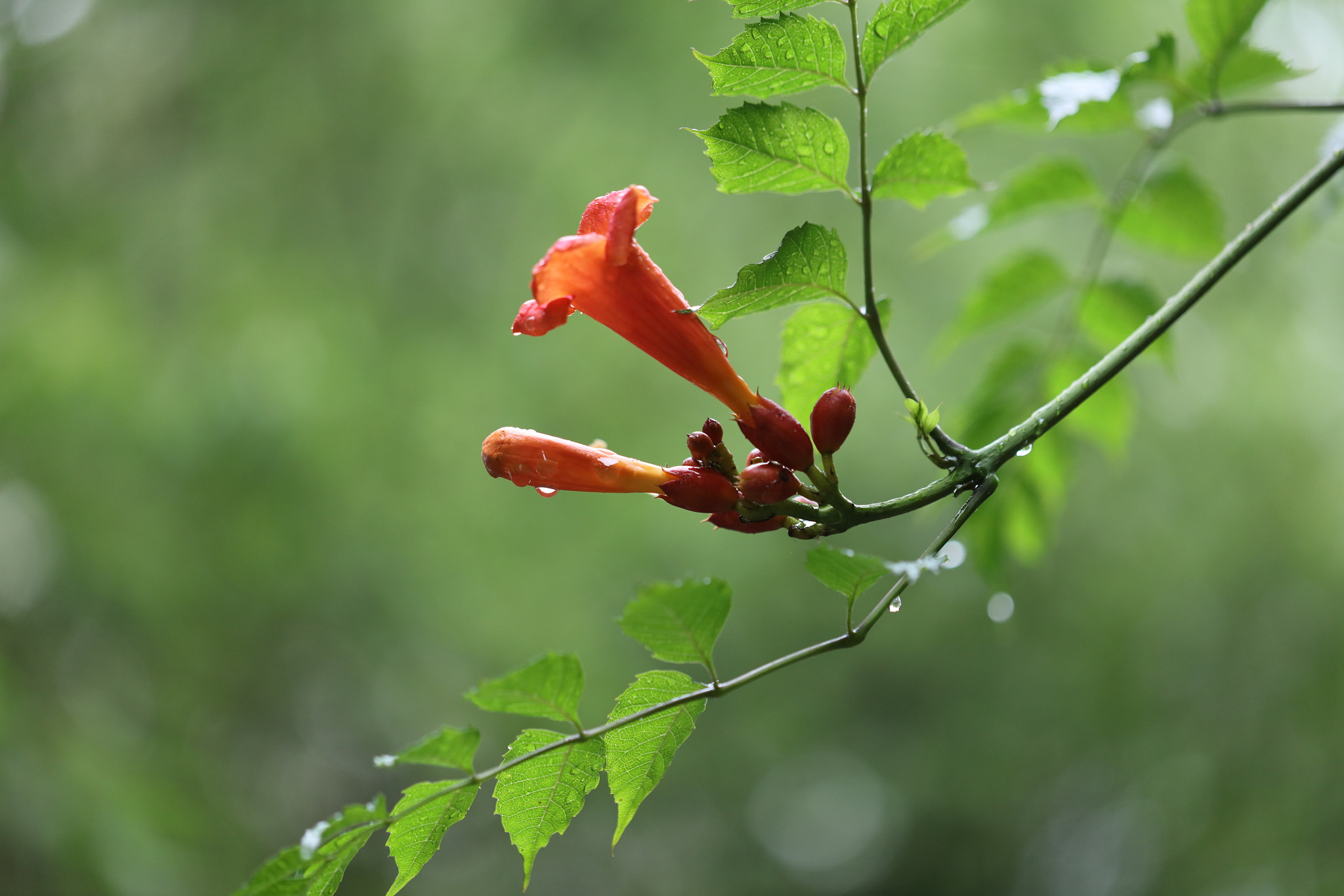 Canon EOS 5DS sample photo. Chinese trumpet creeper photography