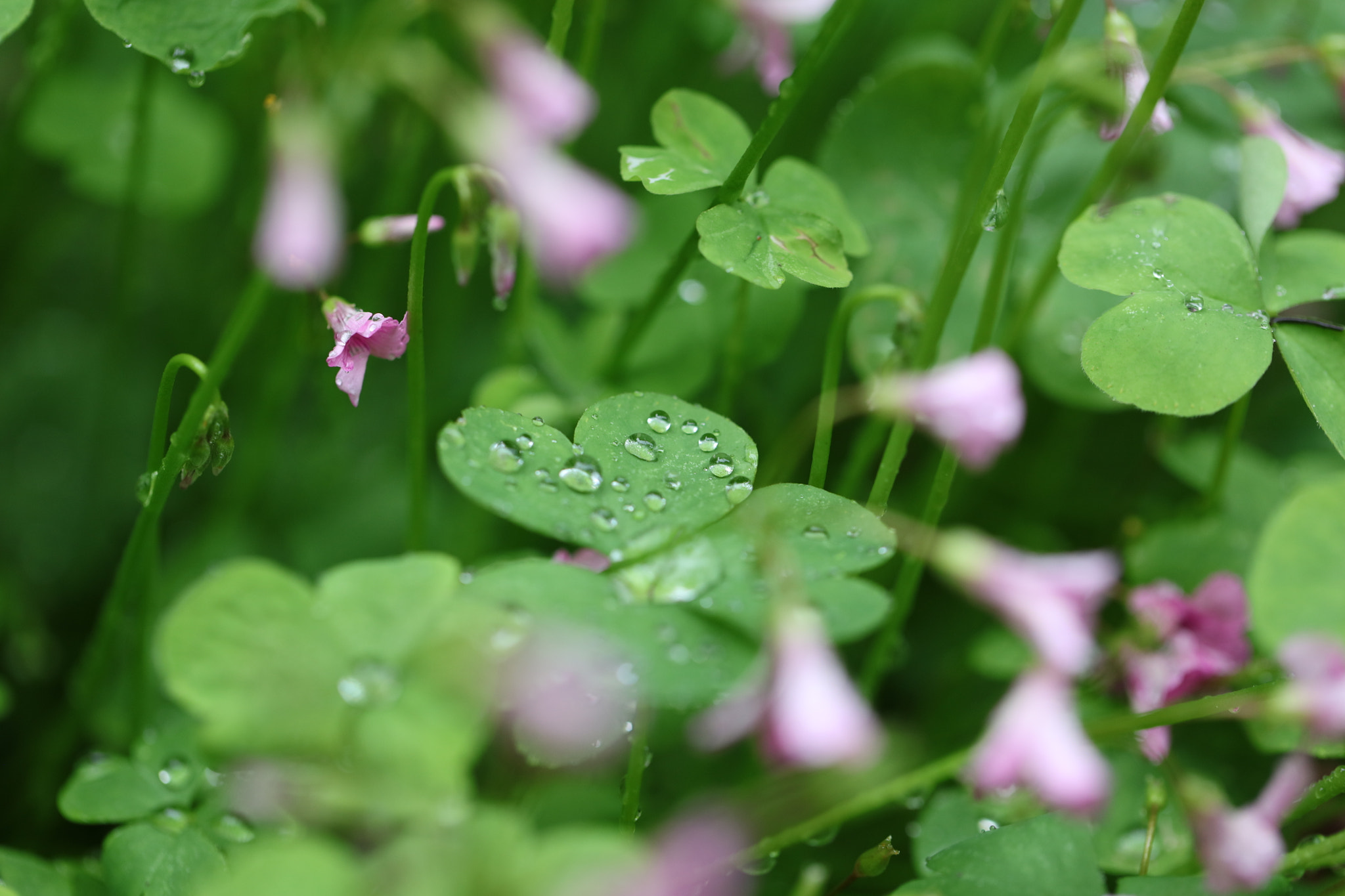Canon EOS 5DS sample photo