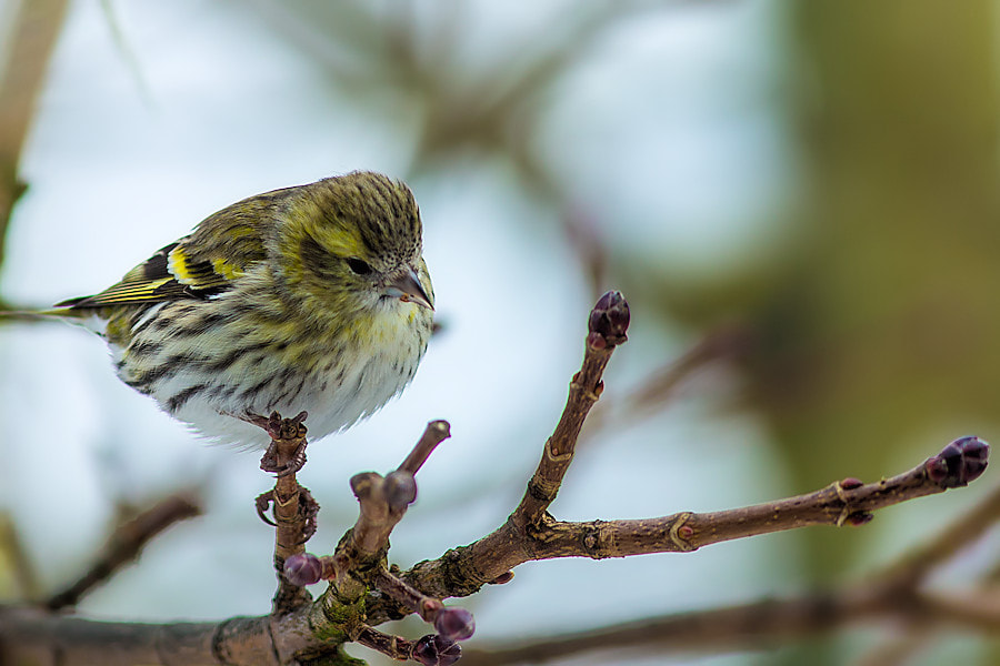 Canon EOS 6D + Canon EF 300mm F4L IS USM sample photo. Zeisig photography