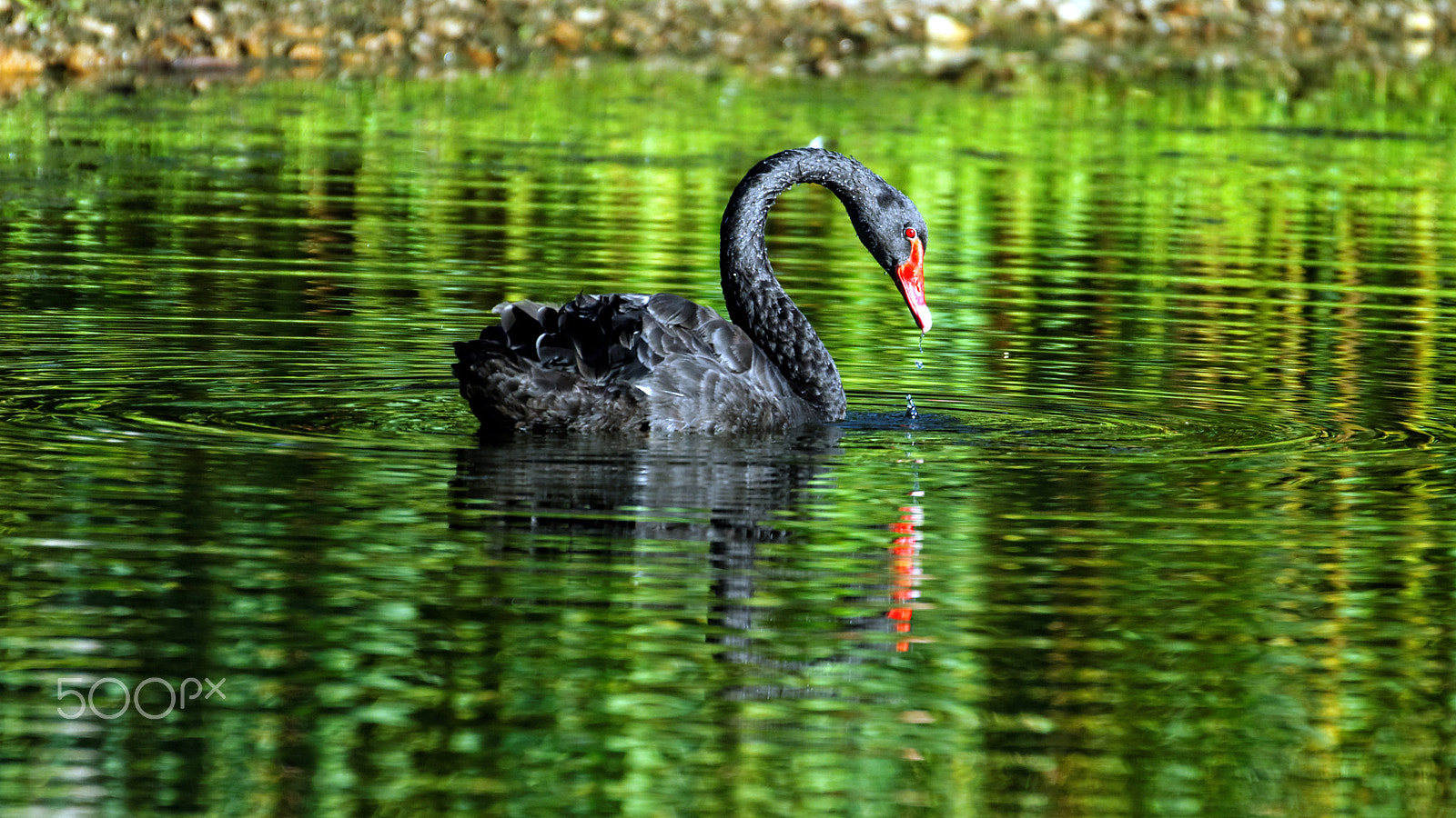Tamron SP 150-600mm F5-6.3 Di VC USD sample photo. Botanical garden photography