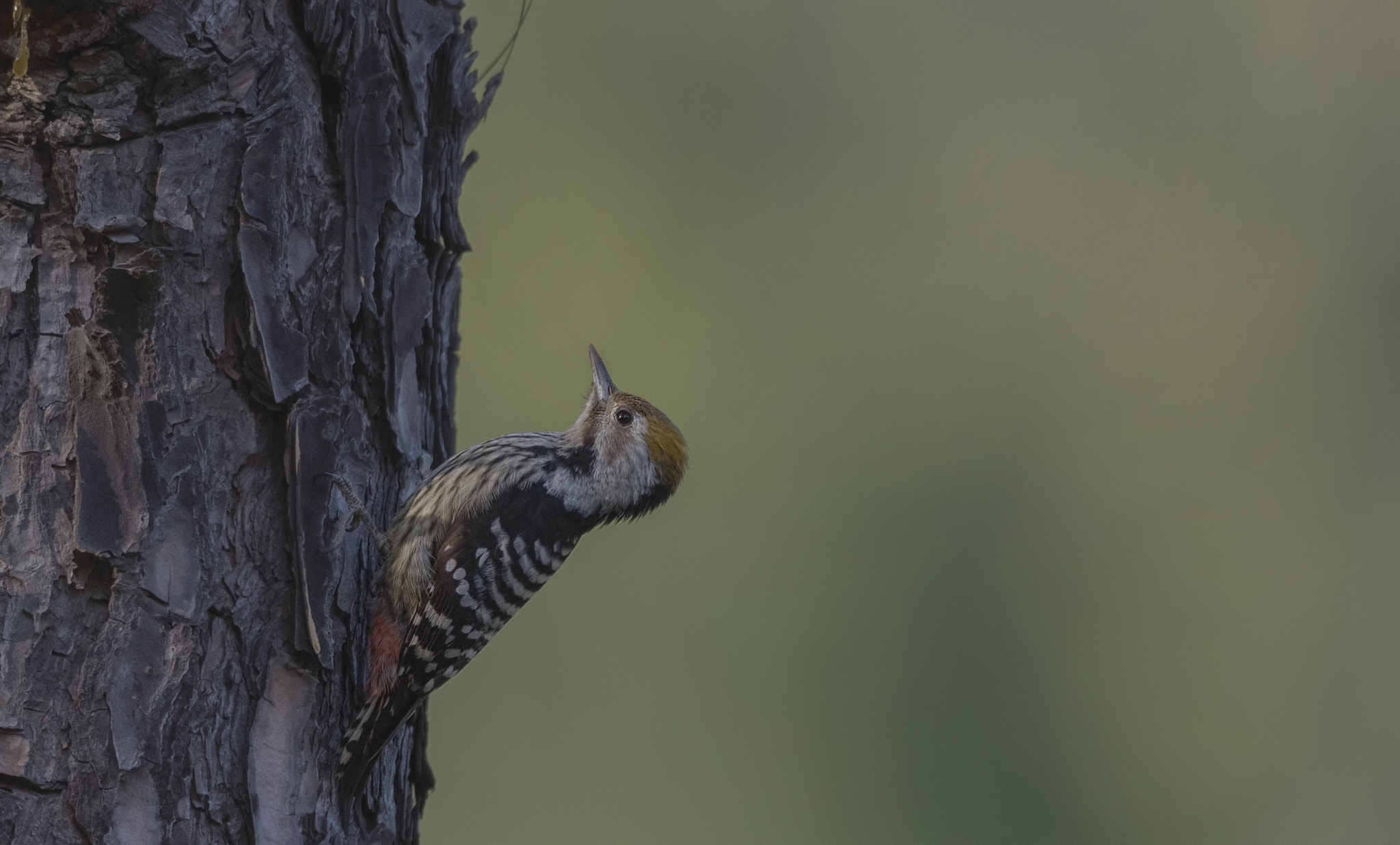 Nikon D750 sample photo. Brown fronted woodpecker photography