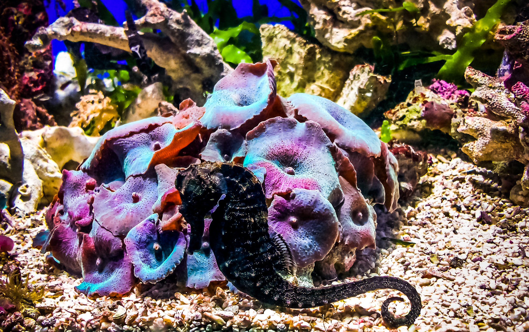 Kodak EASYSHARE M763 DIGITAL CAMERA sample photo. Seahorse photography