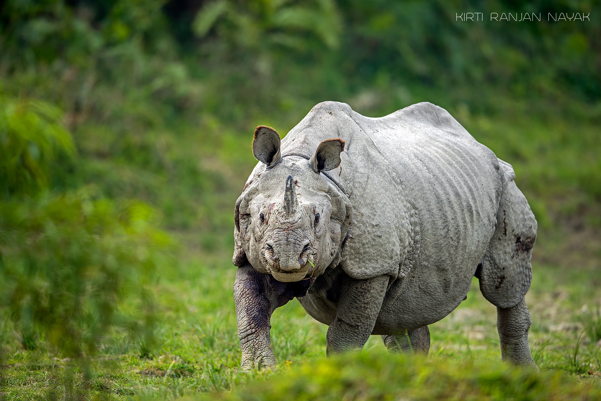 Nikon AF-S Nikkor 500mm F4E FL ED VR sample photo. The greater one-horned rhinoceros photography
