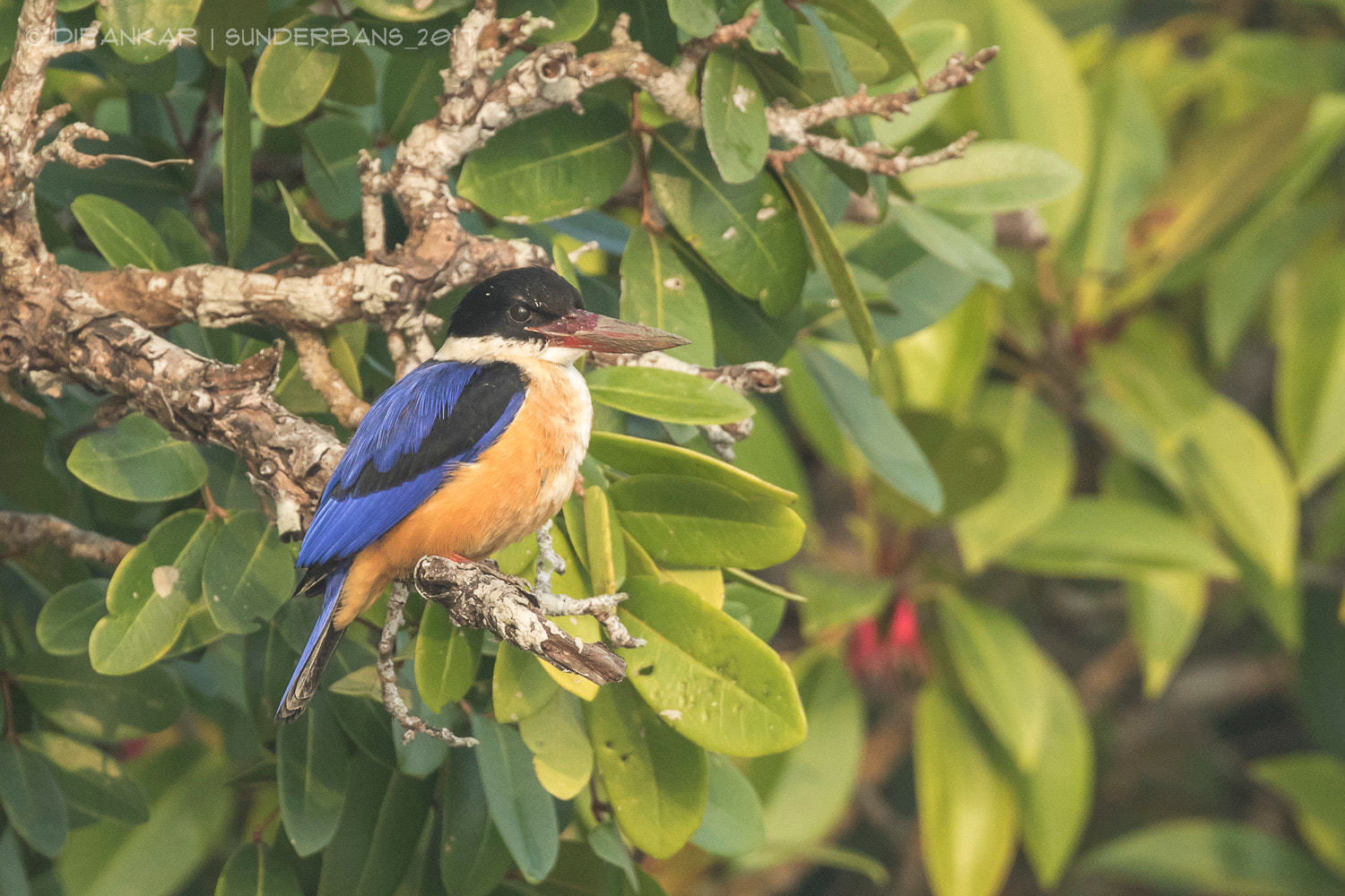 Canon EF 300mm F2.8L IS II USM sample photo. Ta photography