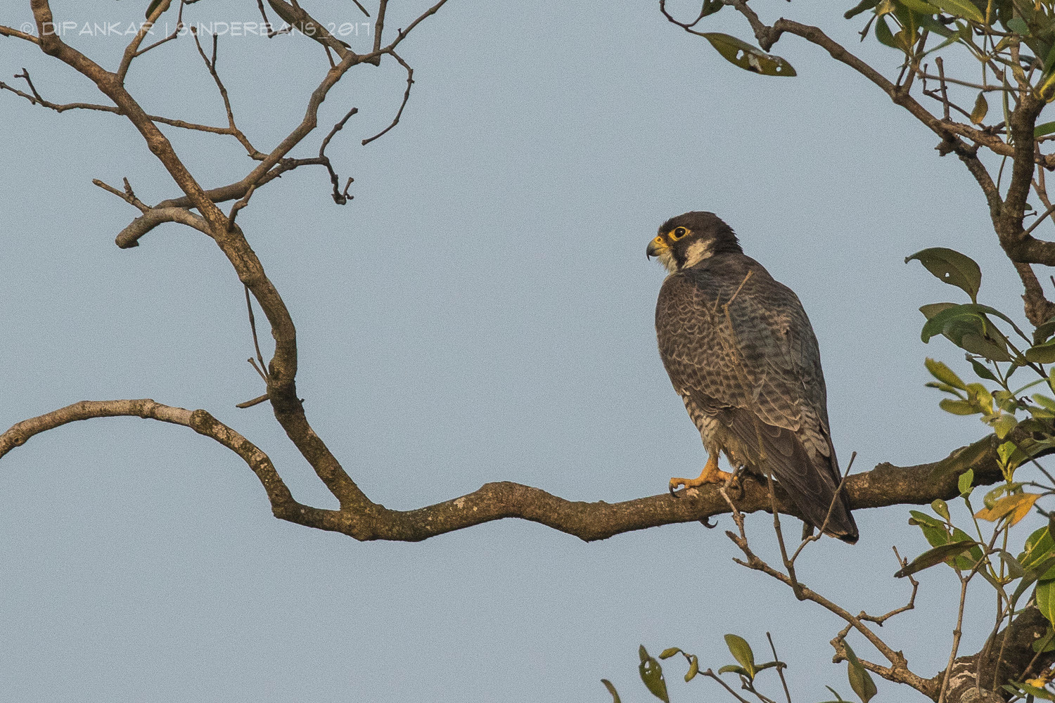 Canon EF 300mm F2.8L IS II USM sample photo. Peregrine falcon photography