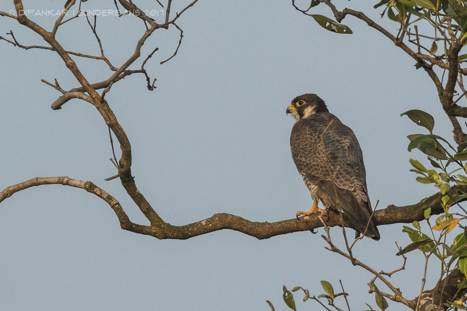 Canon EOS 7D Mark II + Canon EF 300mm F2.8L IS II USM sample photo. Peregrine falcon photography