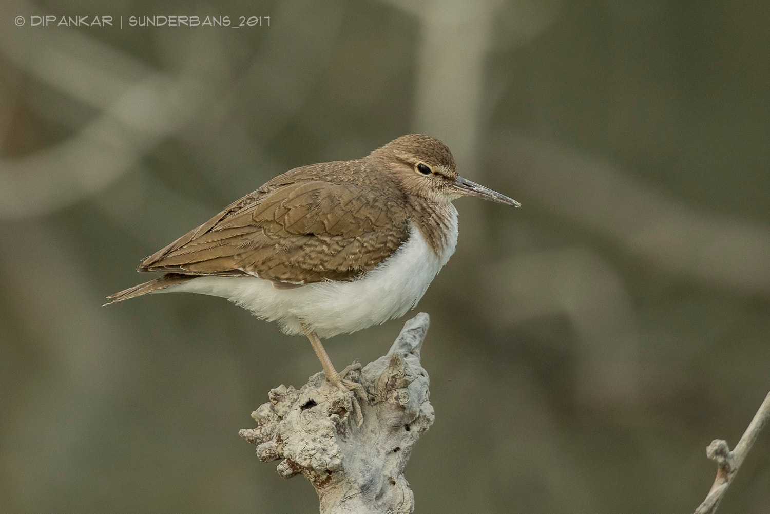 Canon EF 300mm F2.8L IS II USM sample photo. Ta photography
