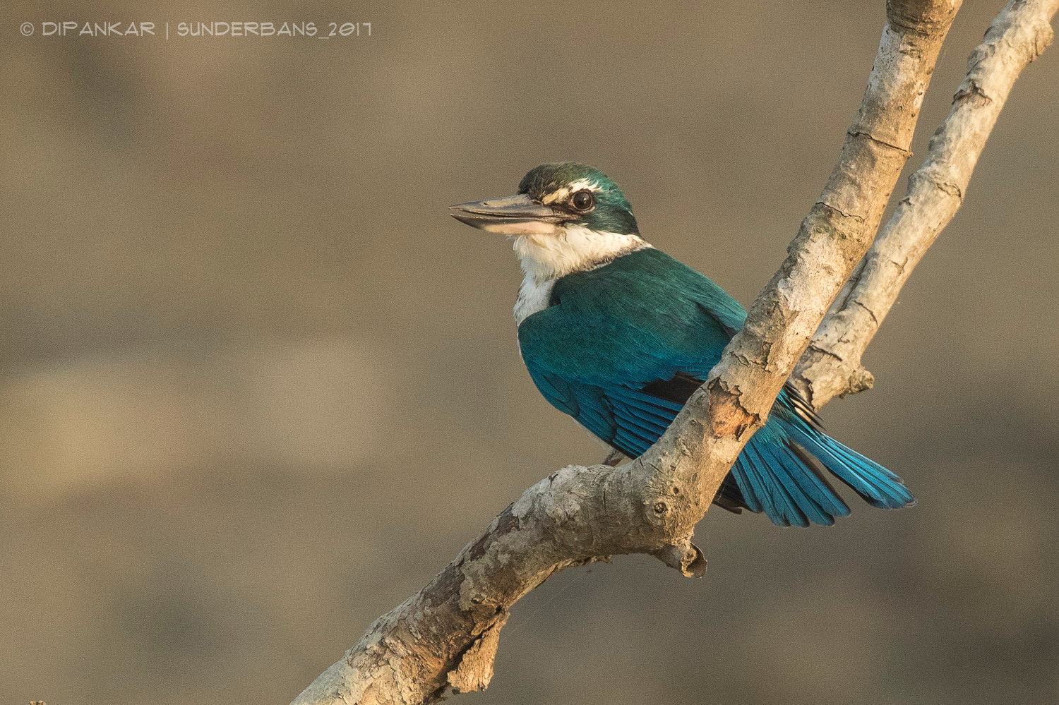 Canon EF 300mm F2.8L IS II USM sample photo. Collared kingfisher photography