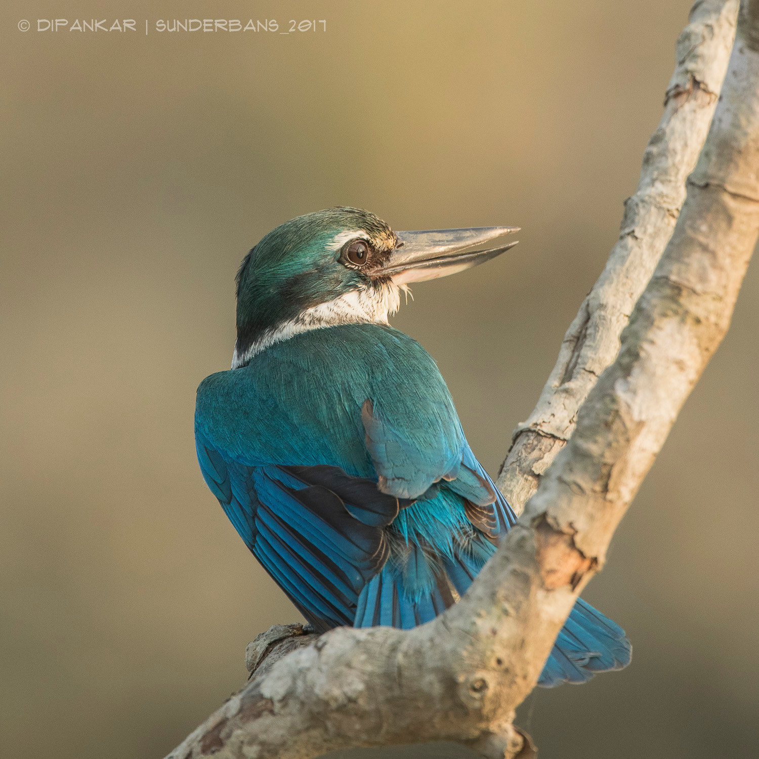Canon EF 300mm F2.8L IS II USM sample photo. Collared kingfisher photography