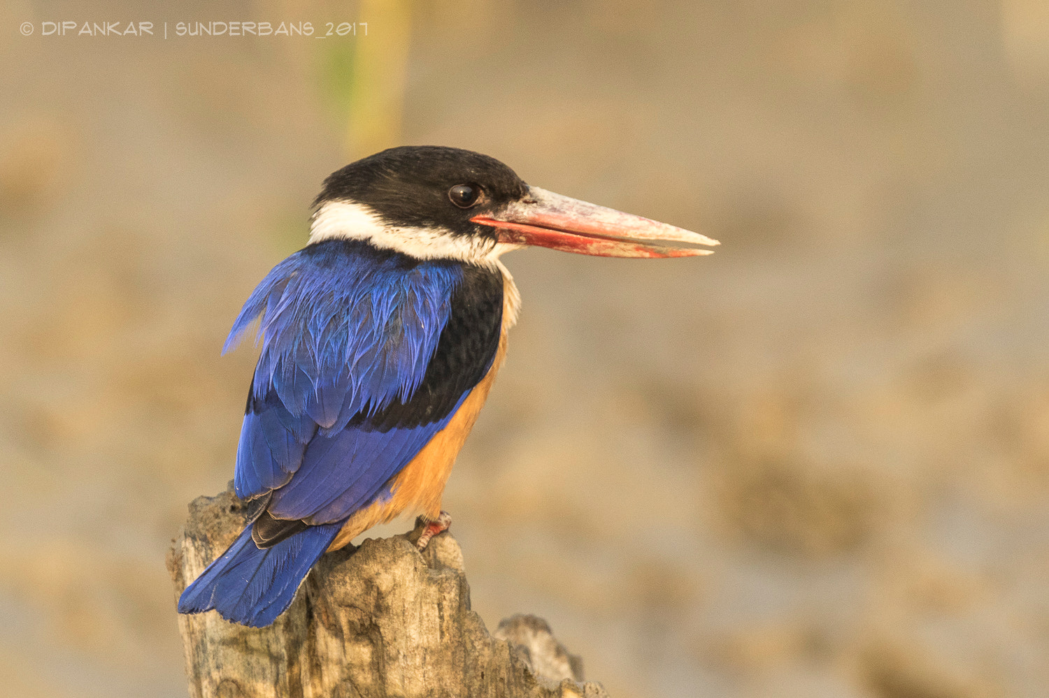 Canon EF 300mm F2.8L IS II USM sample photo. Black capped kingfisher photography