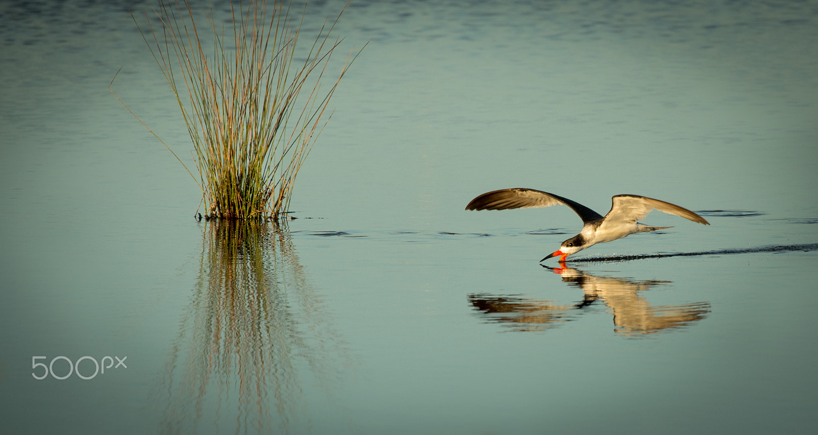 Nikon AF-S Nikkor 200-400mm F4G ED-IF VR sample photo. Black skimmer photography