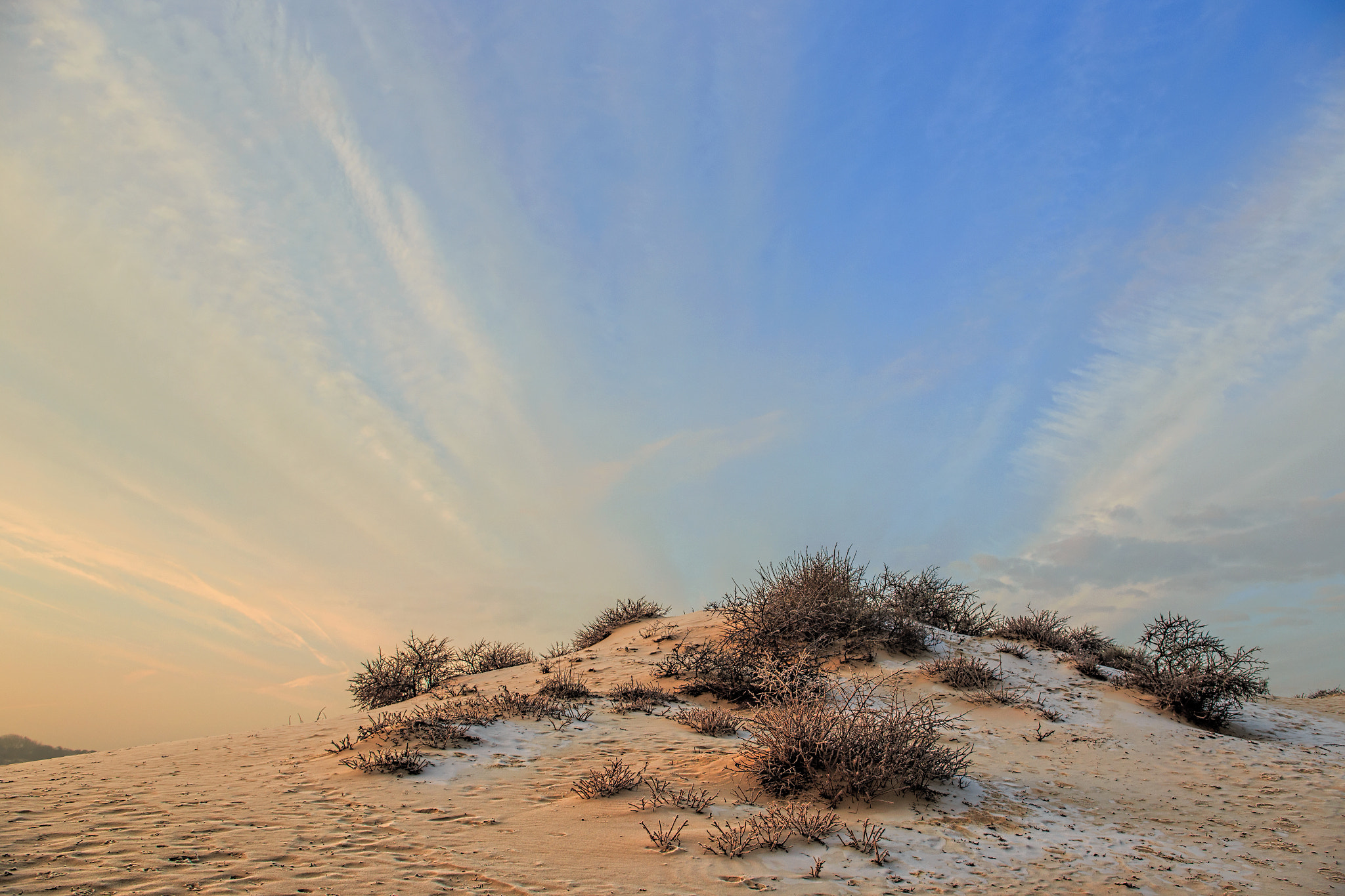 Canon EOS 6D + EF28-70mm f/2.8L USM sample photo. Buckthorns at sunrise photography