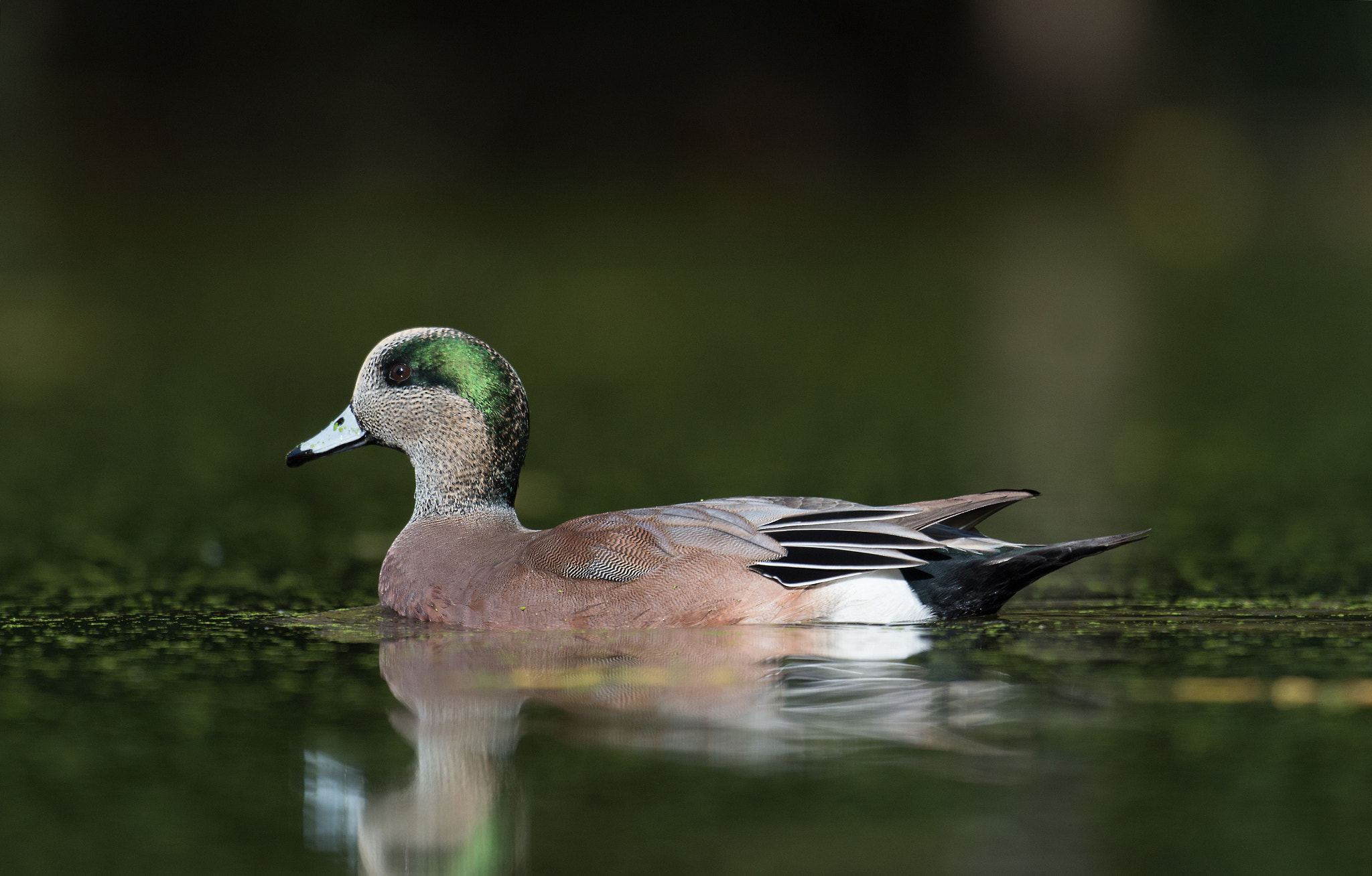 Nikon D4 + Nikon AF-S Nikkor 800mm F5.6E FL ED VR sample photo. Canard d'amerique, anas americana, american wigeon. photography