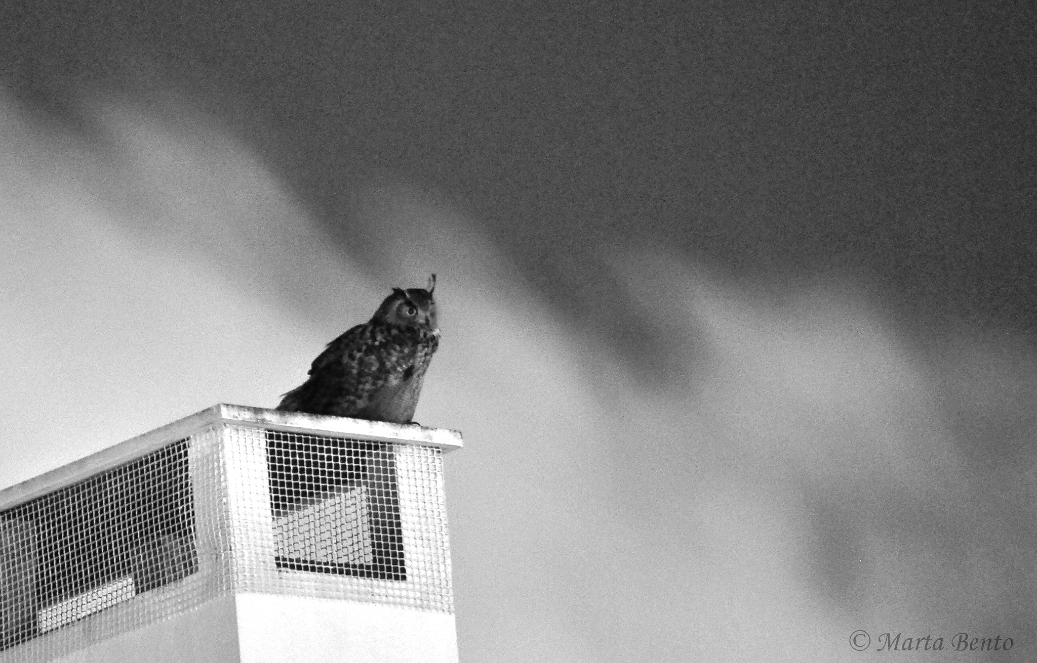 Nikon AF Nikkor 70-300mm F4-5.6G sample photo. A new neighbour photography
