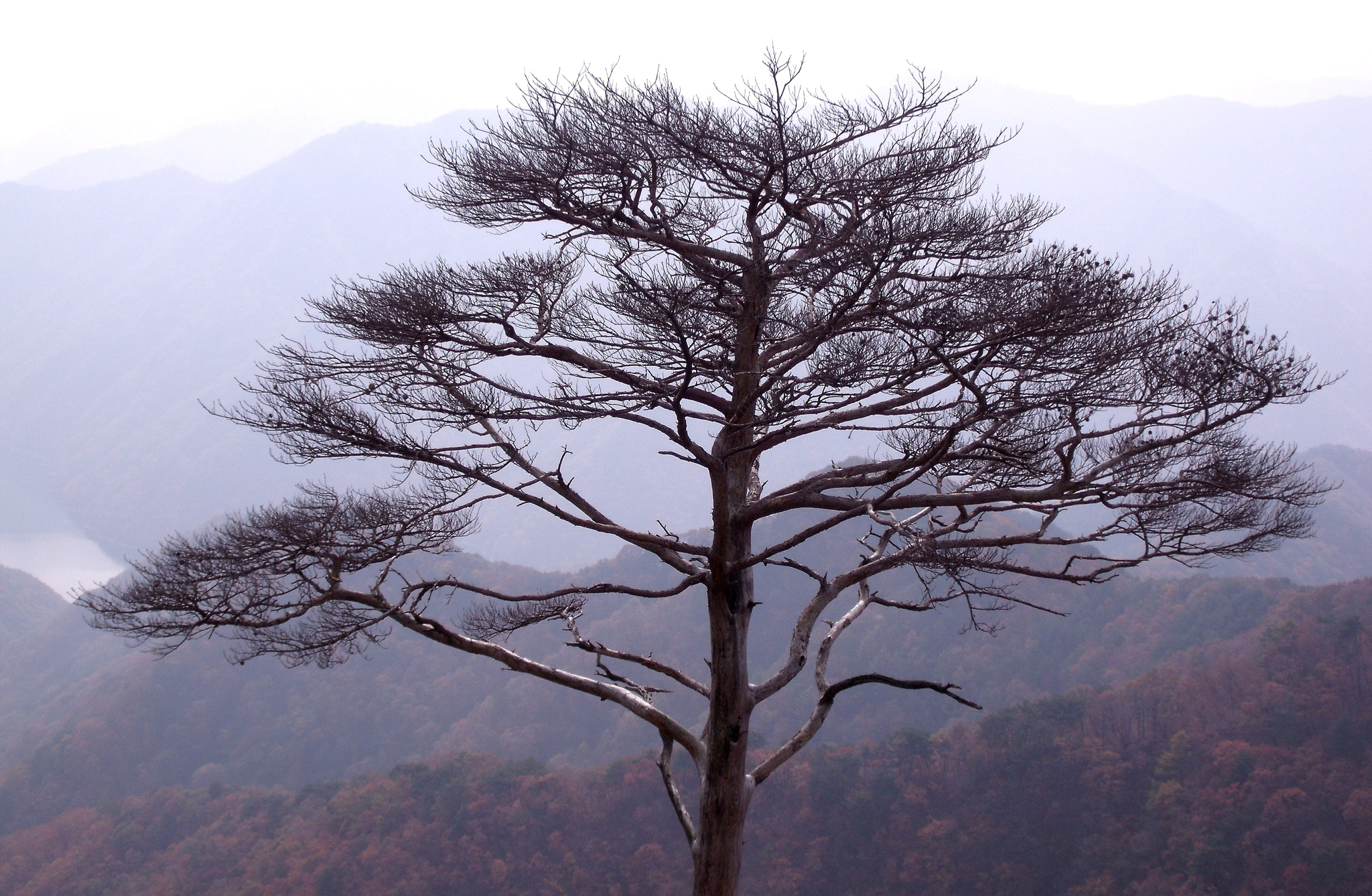 Fujifilm FinePix J110W sample photo. A dead pine tree photography