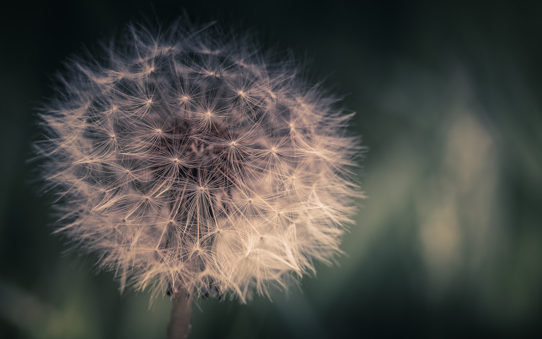 Canon EOS 700D (EOS Rebel T5i / EOS Kiss X7i) + Canon EF 70-200mm F4L IS USM sample photo. Bright dandelion photography