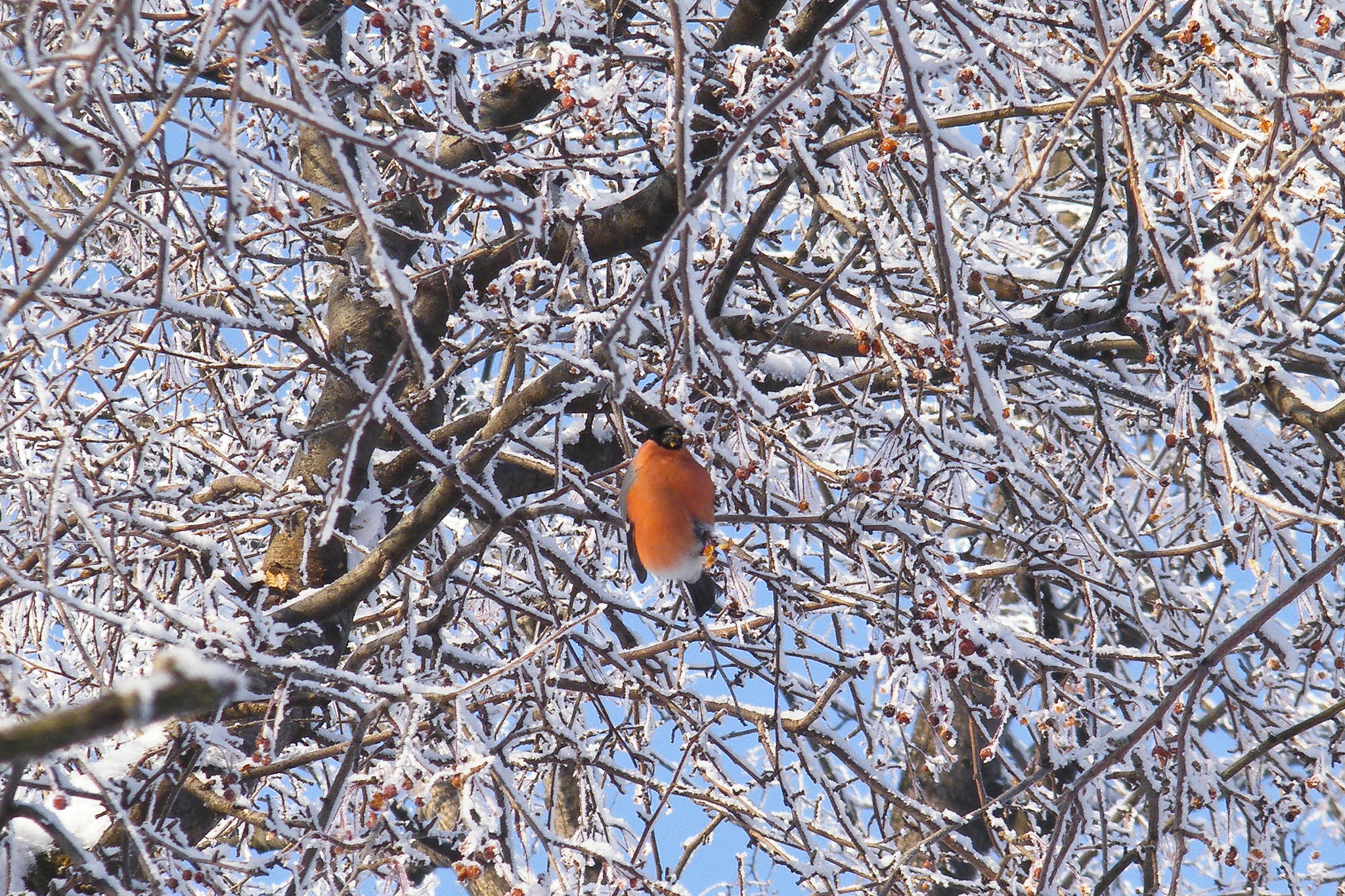 Fujifilm FinePix S2000HD sample photo. Bullfinch photography