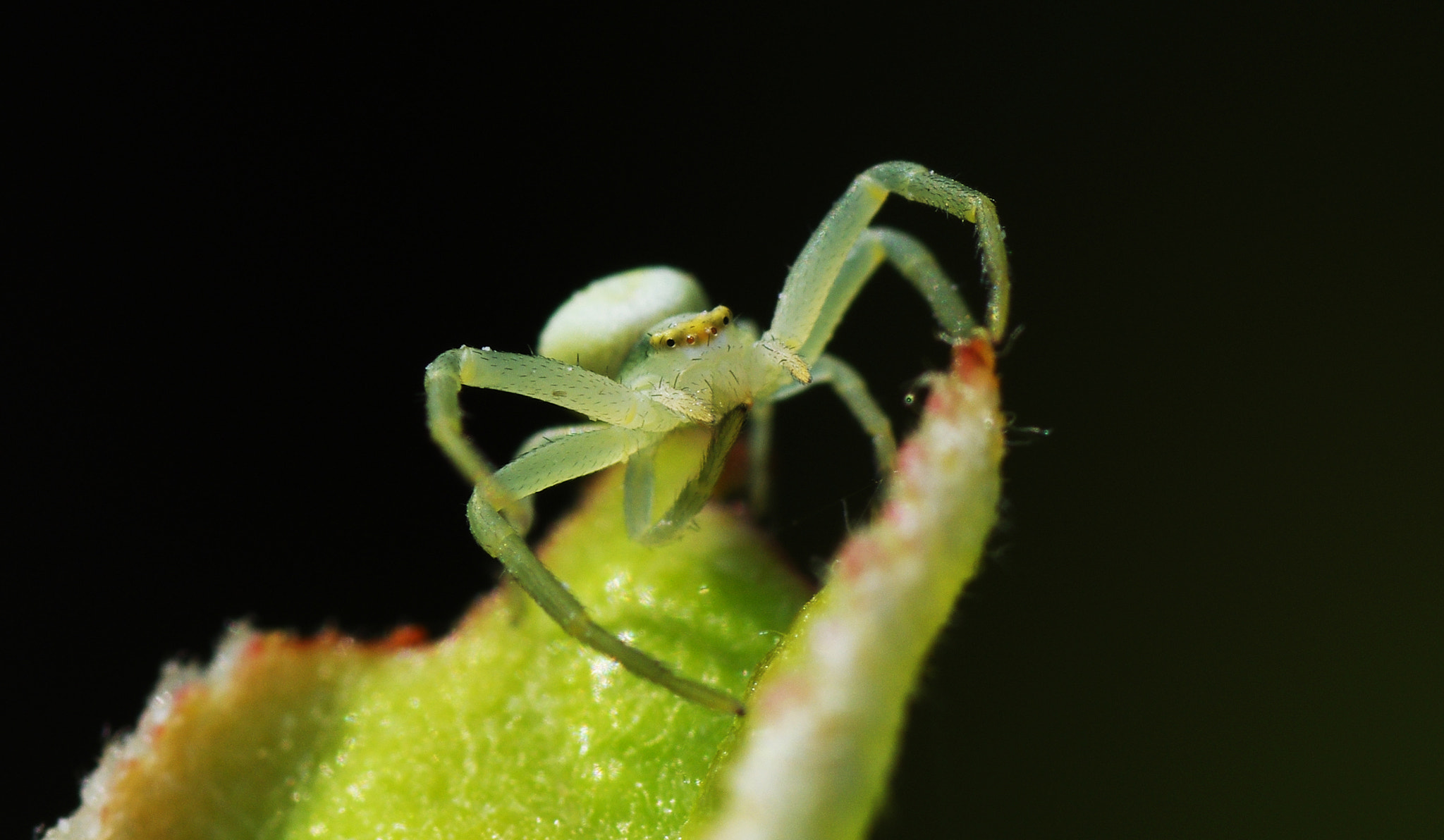 Pentax K-5 IIs sample photo. Misumena vatia photography