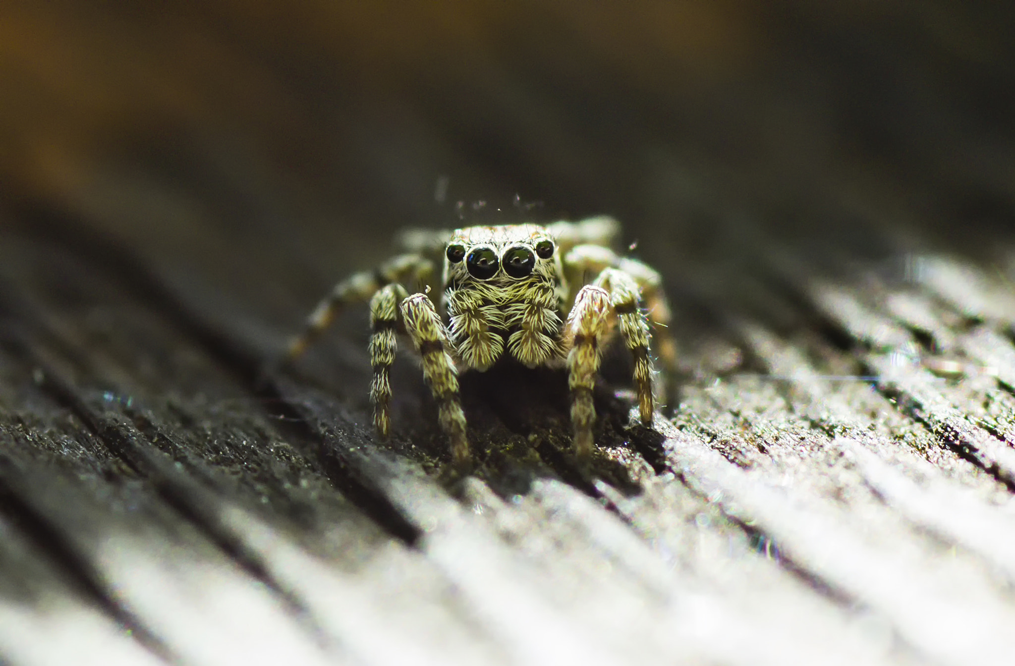 Tamron SP AF 90mm F2.8 Di Macro sample photo. Evarcha arcuata photography