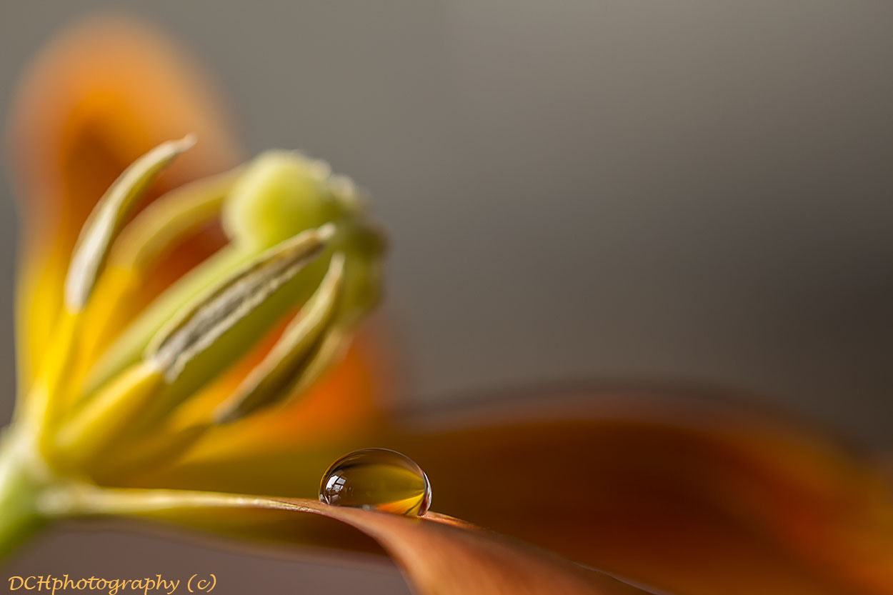 Canon EOS 650D (EOS Rebel T4i / EOS Kiss X6i) sample photo. A touch of drop photography