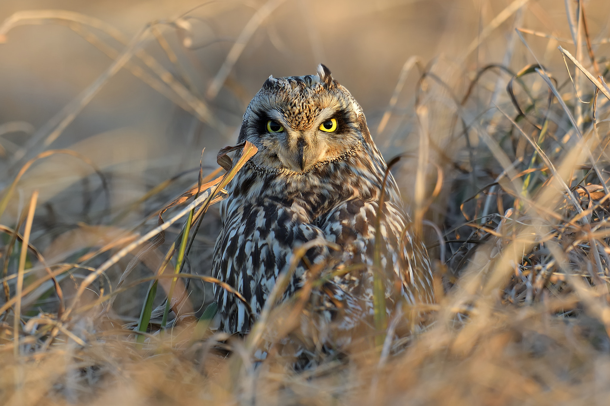 Nikon D500 + Nikon AF-S Nikkor 600mm F4G ED VR sample photo. Short-eared owl photography