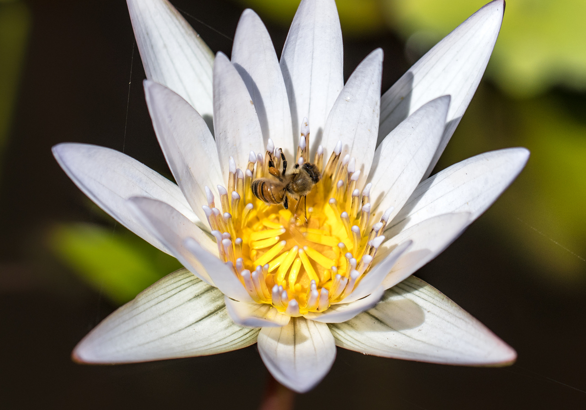 Canon EF 100mm F2.8L Macro IS USM sample photo. Flower photography