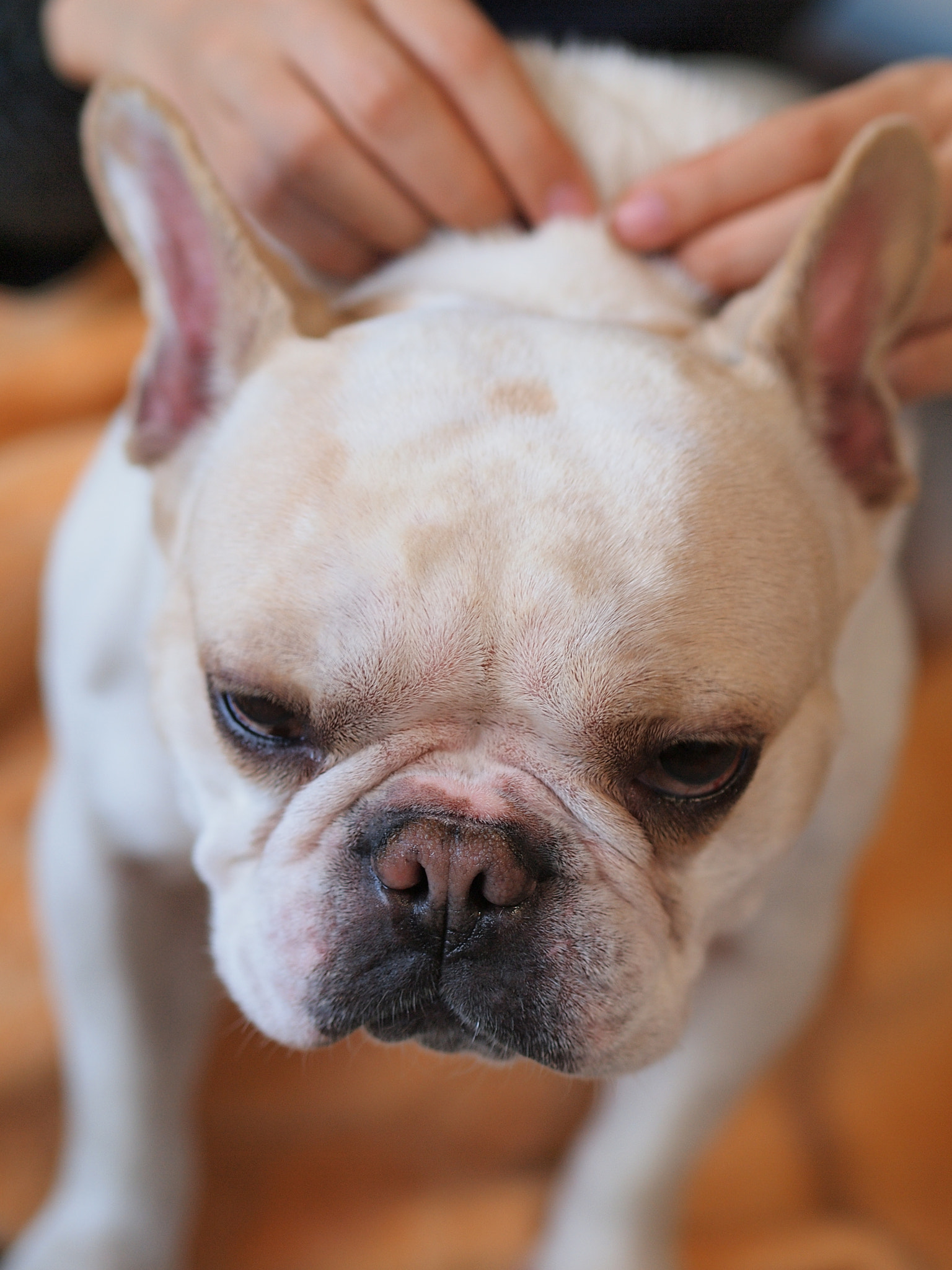 Olympus PEN E-PL2 sample photo. Scary face photography