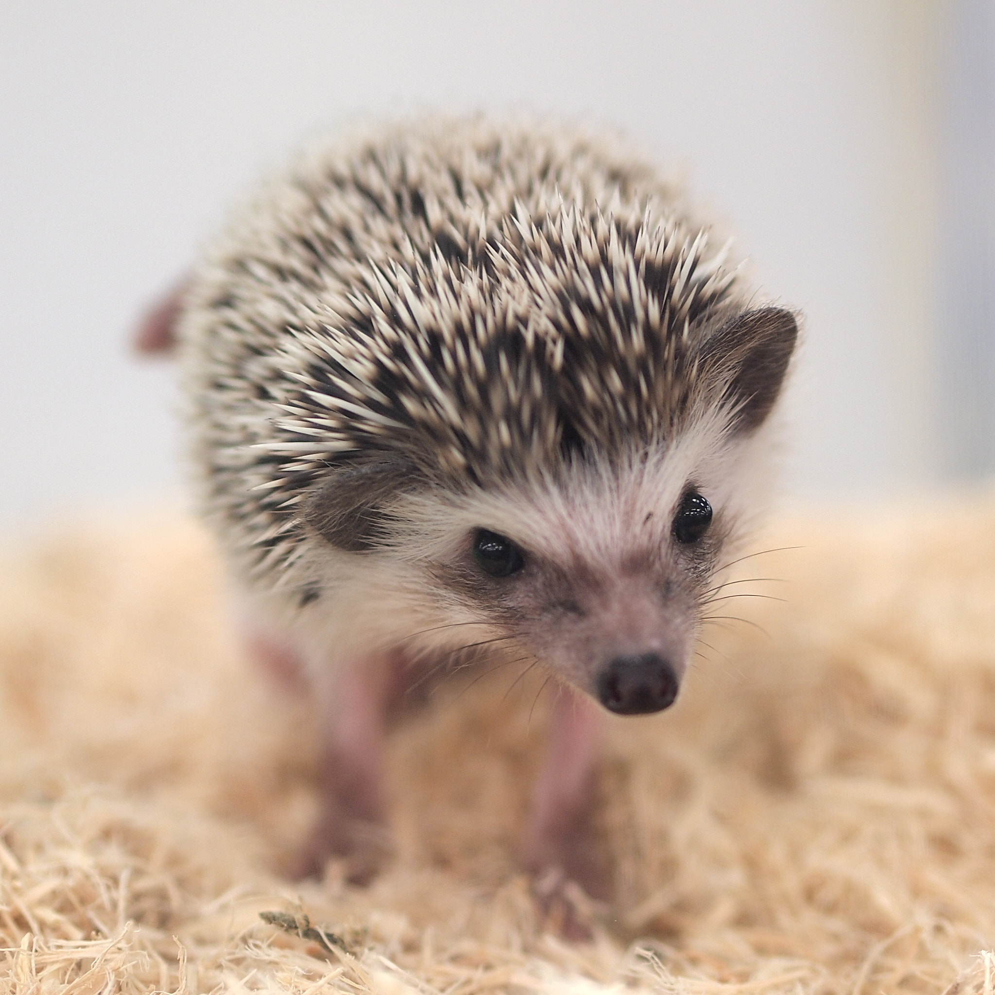 Olympus PEN E-PL2 sample photo. Hedgehog photography
