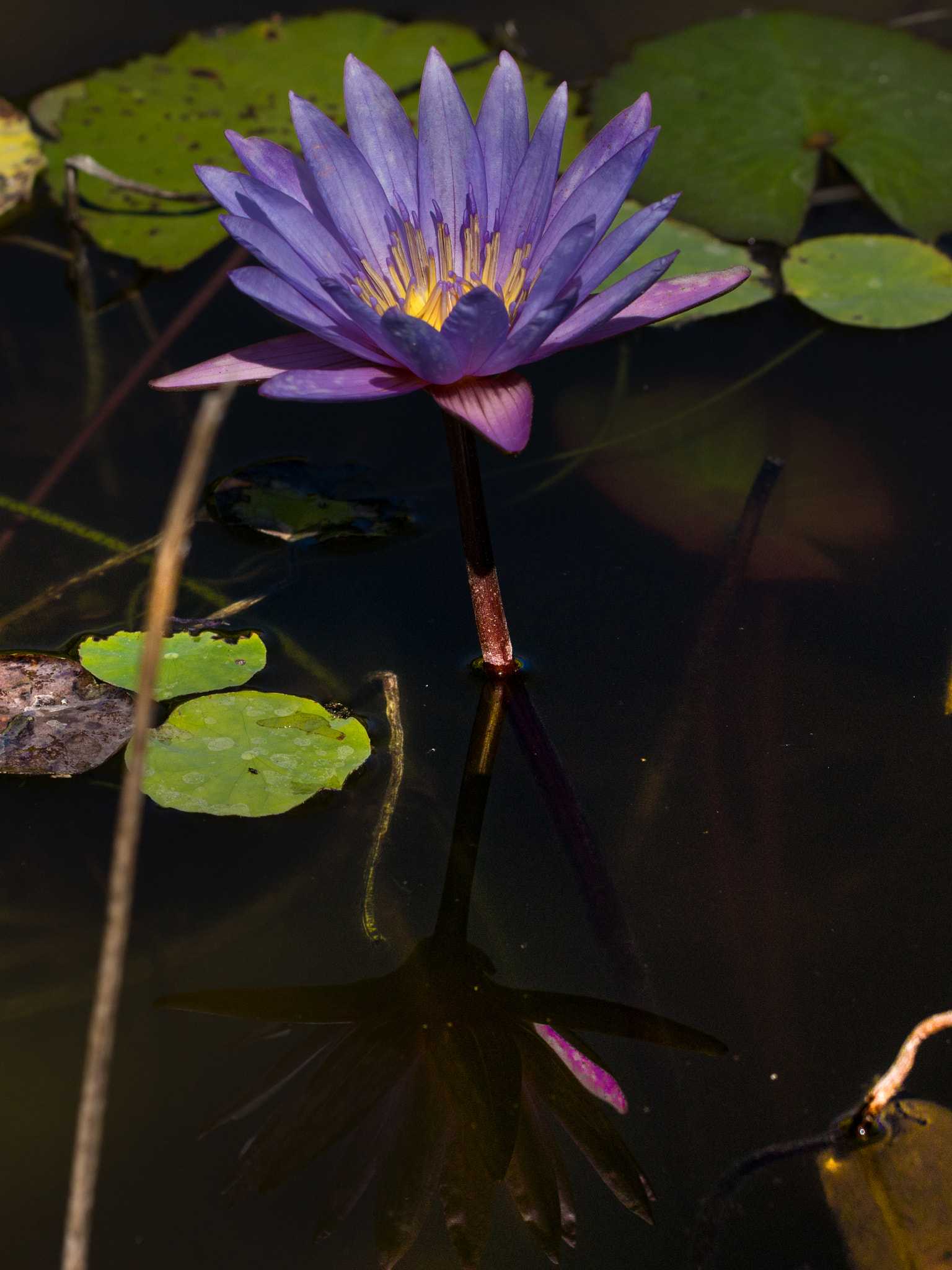Canon EF 100mm F2.8L Macro IS USM sample photo. Dark reflecrion photography