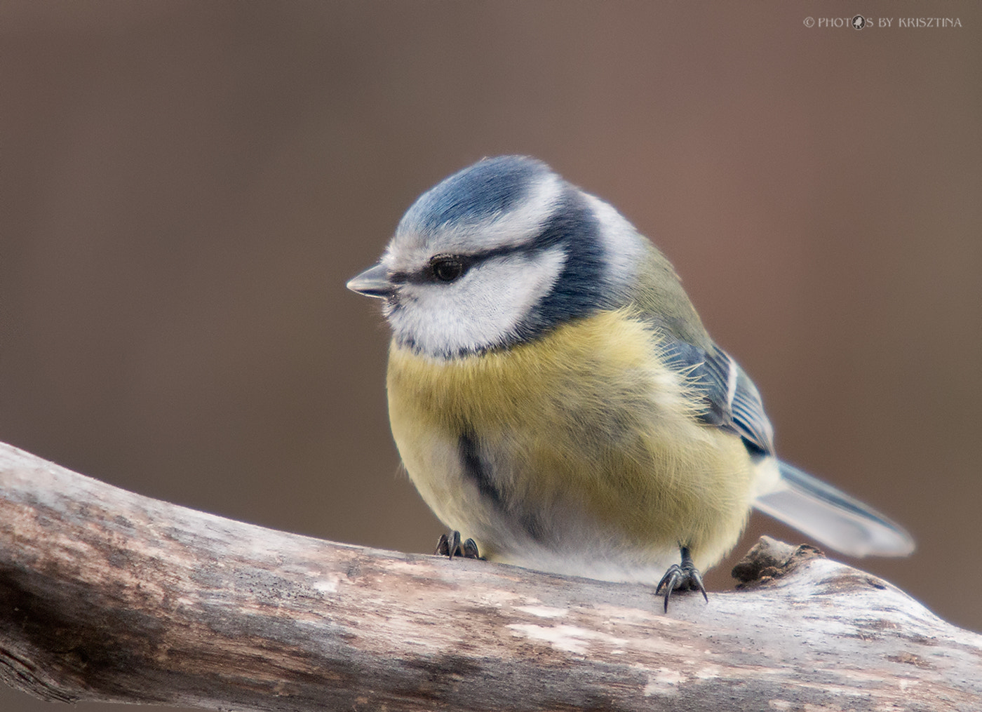 Sigma 50-500mm f/4-6.3 APO HSM EX sample photo. Frosted eyelid :-) photography