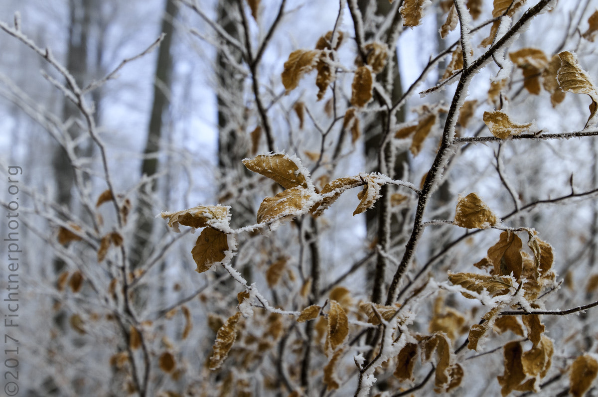 Tamron SP 15-30mm F2.8 Di VC USD sample photo. Winterspaziergang photography