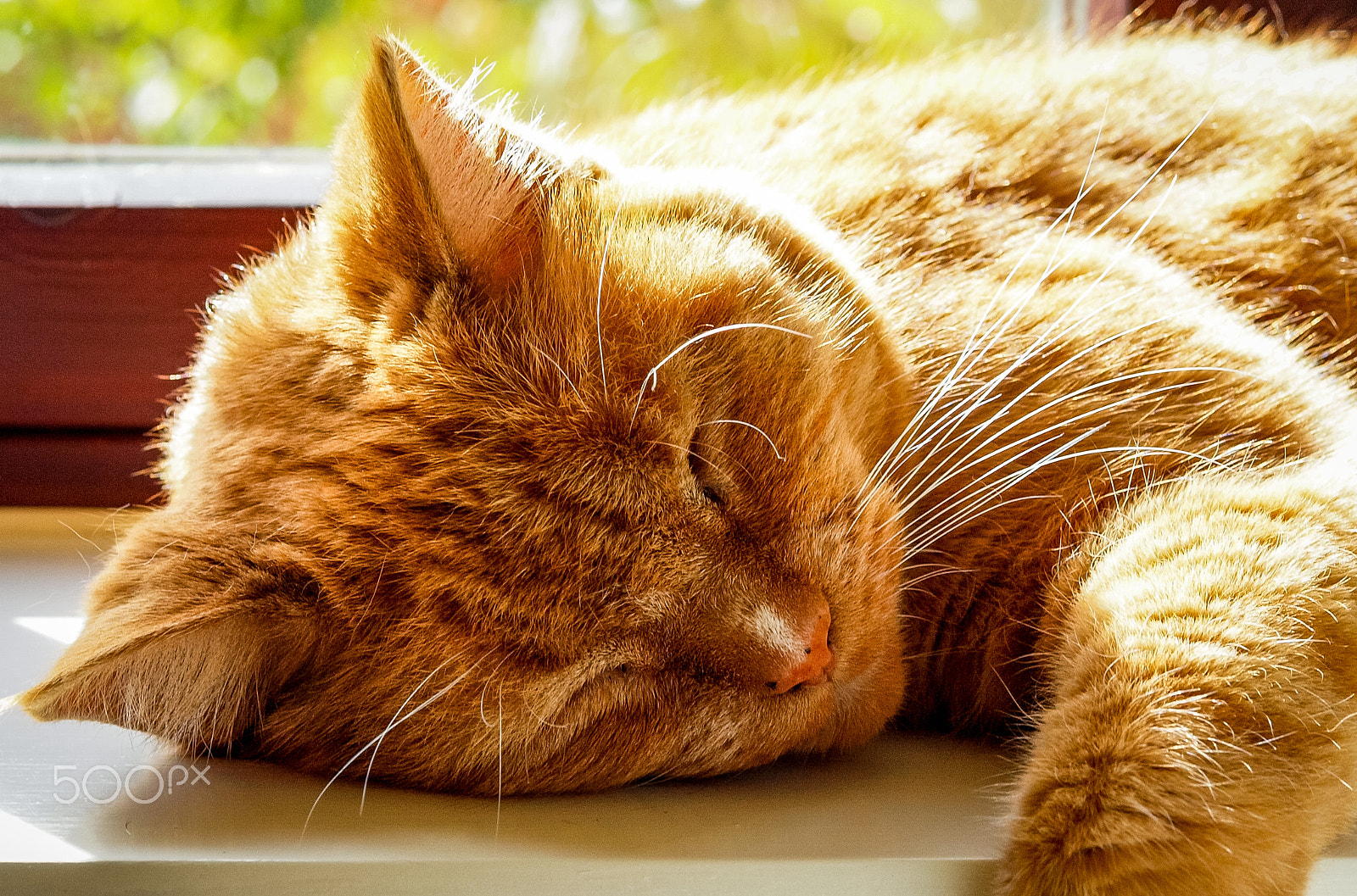 Olympus E-30 sample photo. Marmalade takes a well earned nap photography