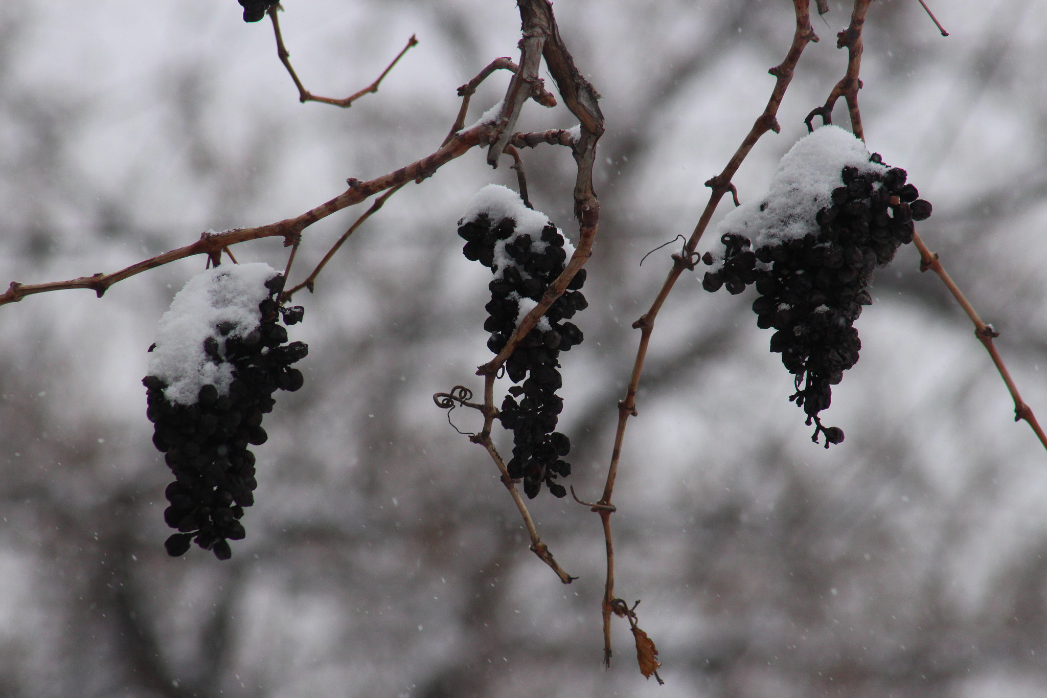 Canon EF 75-300mm f/4-5.6 USM sample photo. Snow fall photography