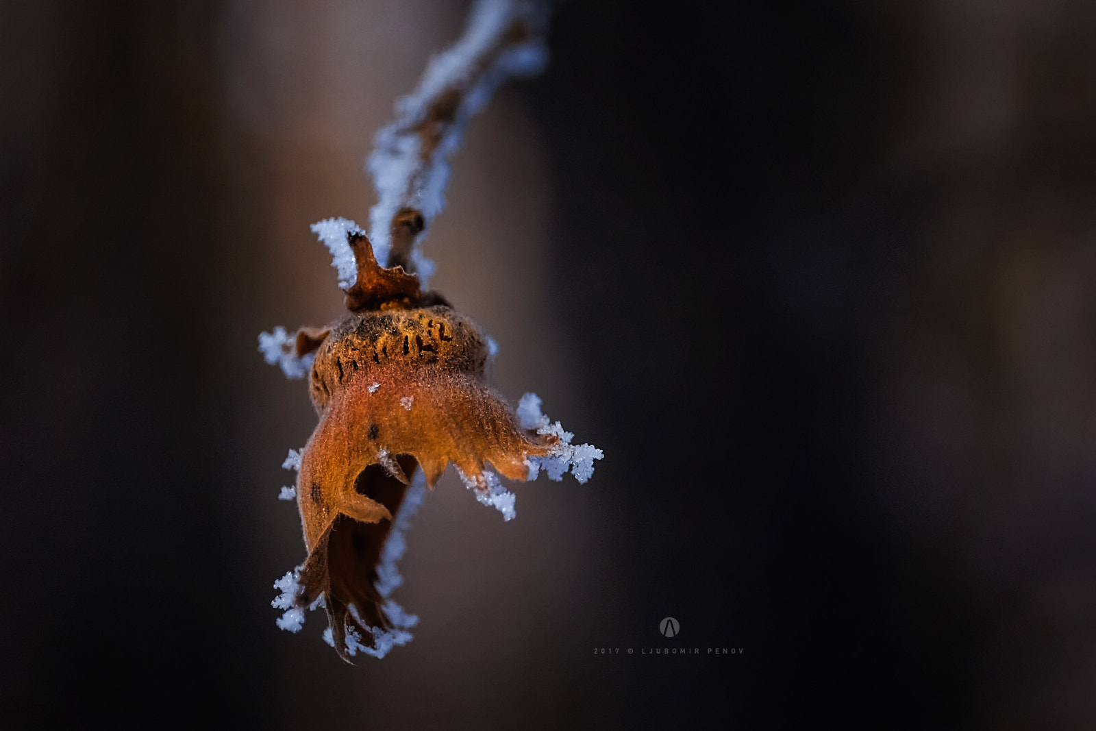 Fujifilm X-T1 + ZEISS Touit 50mm F2.8 sample photo. Orange photography