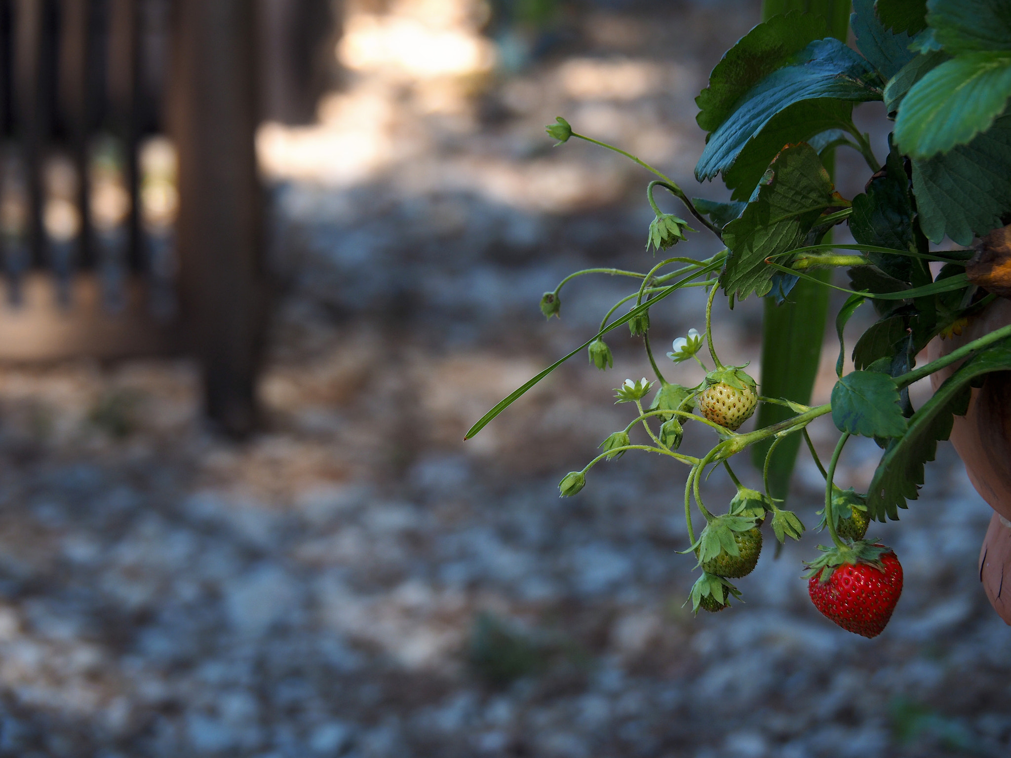 Olympus OM-D E-M5 II sample photo. Une petite fraise photography