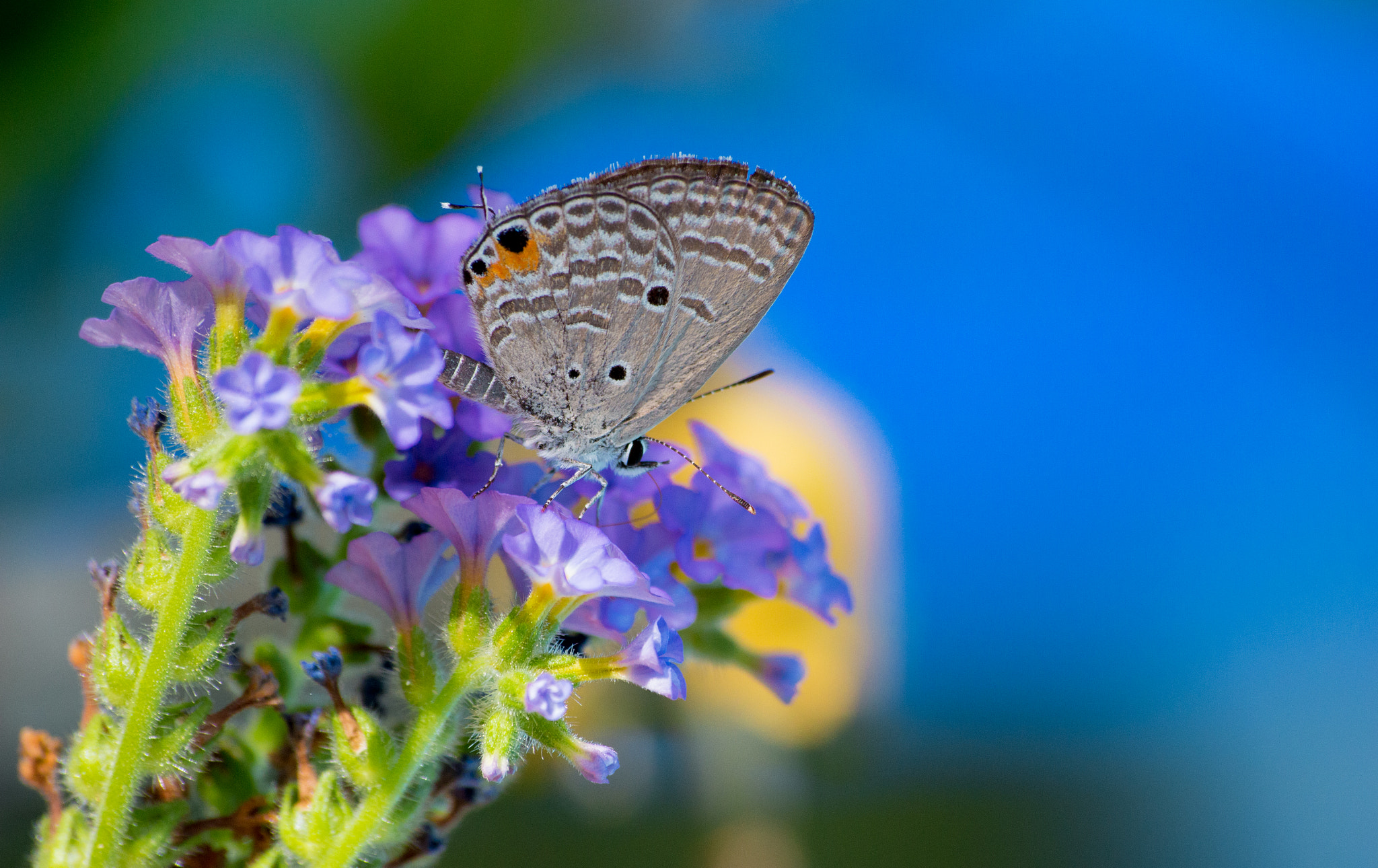 Canon EOS 100D (EOS Rebel SL1 / EOS Kiss X7) sample photo. Butter fly photography