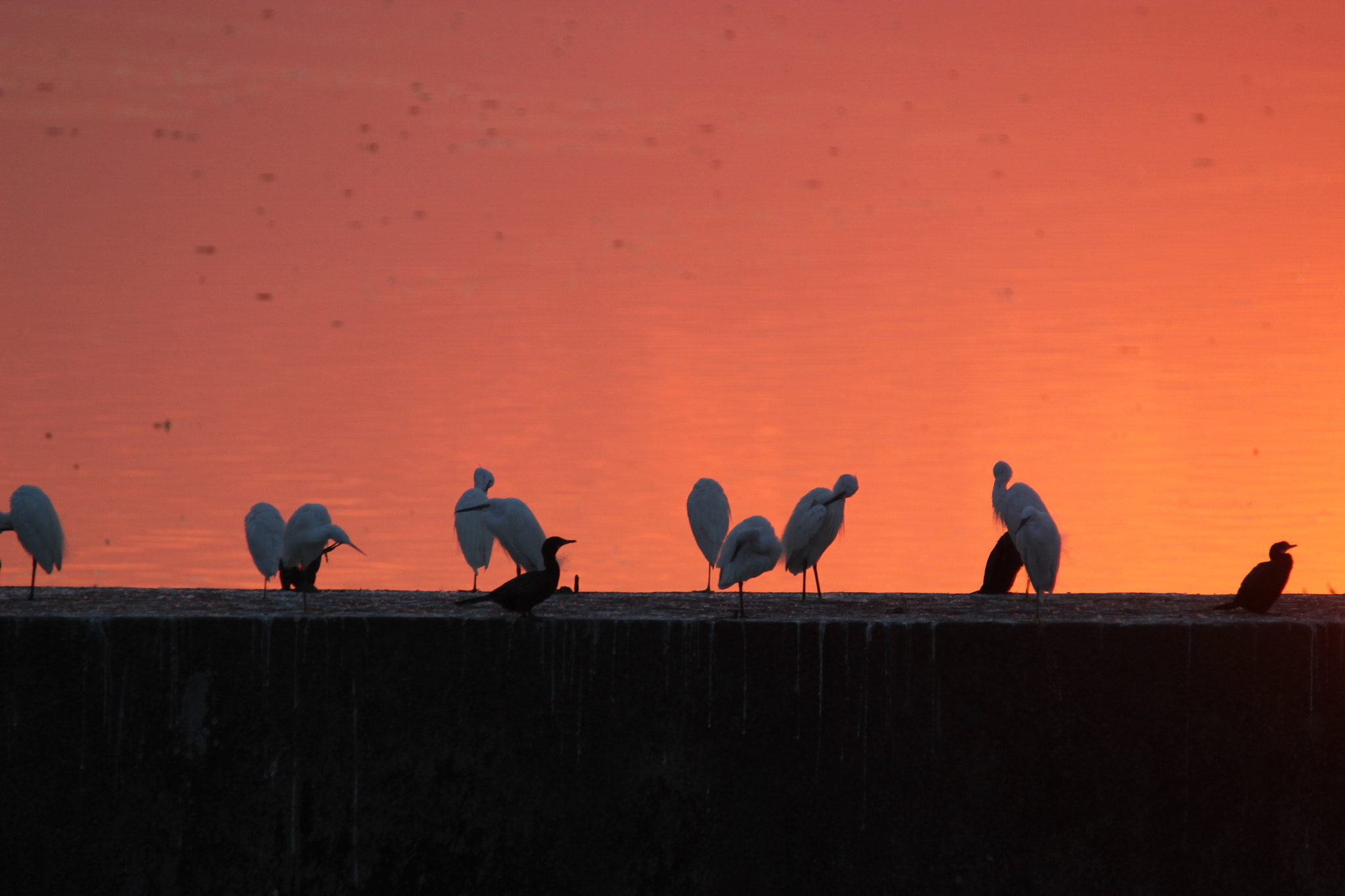 Tamron SP 150-600mm F5-6.3 Di VC USD sample photo. Img photography