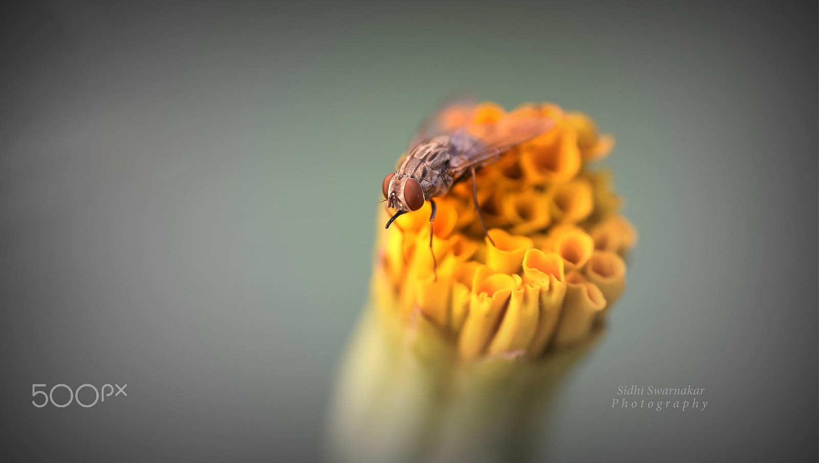 Nikon AF-S DX Micro Nikkor 40mm F2.8 sample photo. Macro world photography