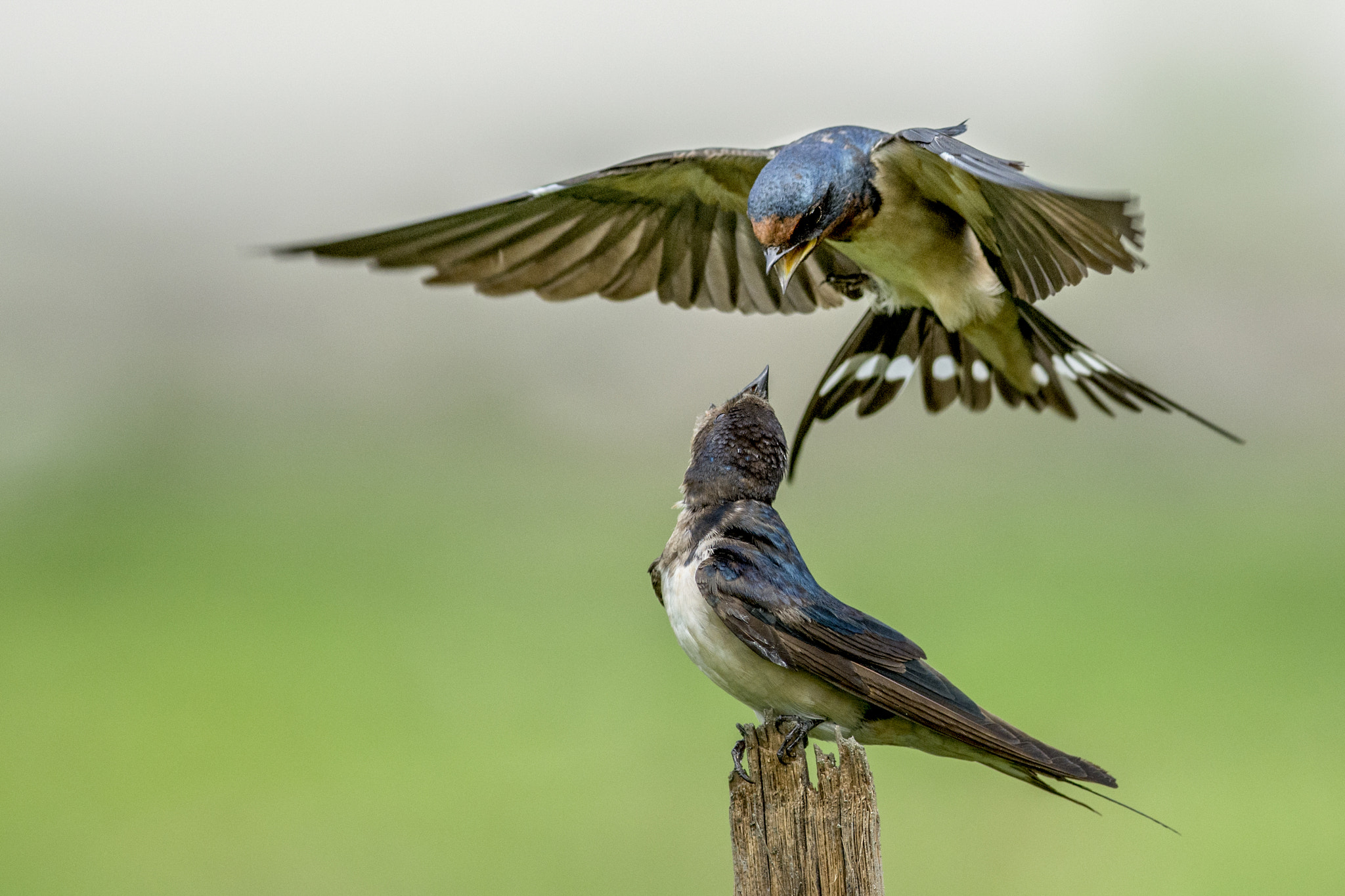 Nikon D7200 + Nikon AF-S Nikkor 300mm F4D ED-IF sample photo. Swallow in flight photography